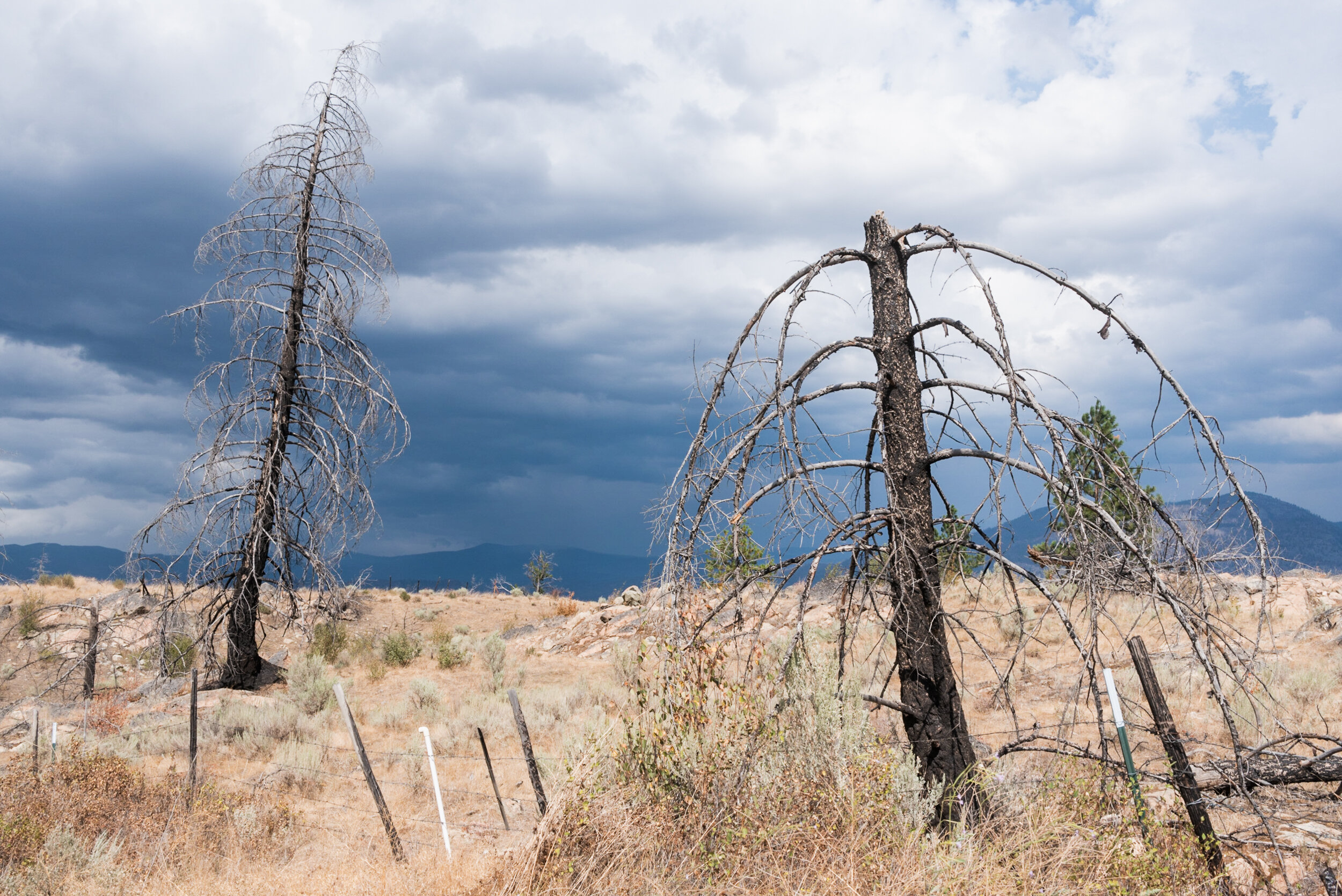 Okanagan forest burned trees