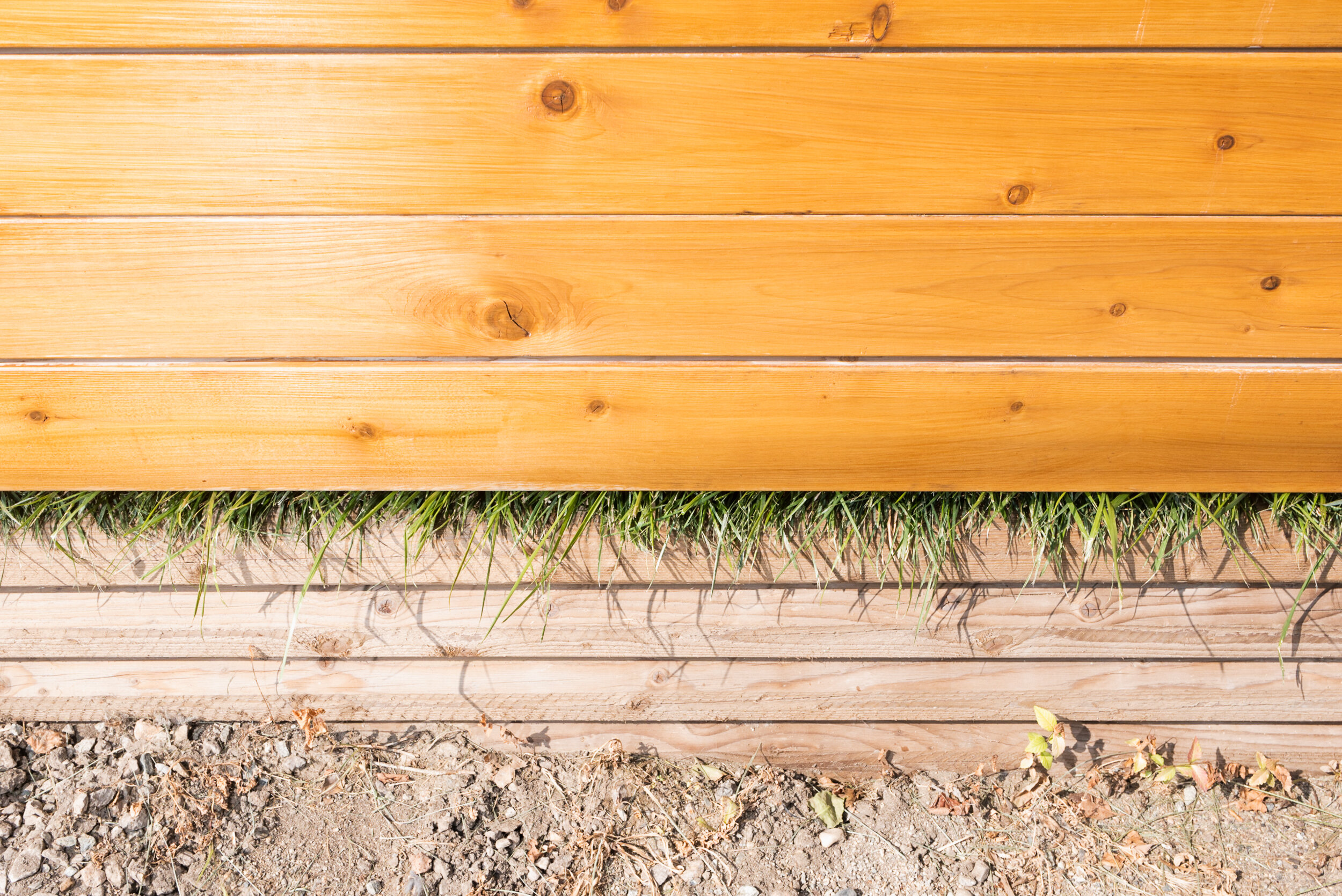 Grass growing under fence