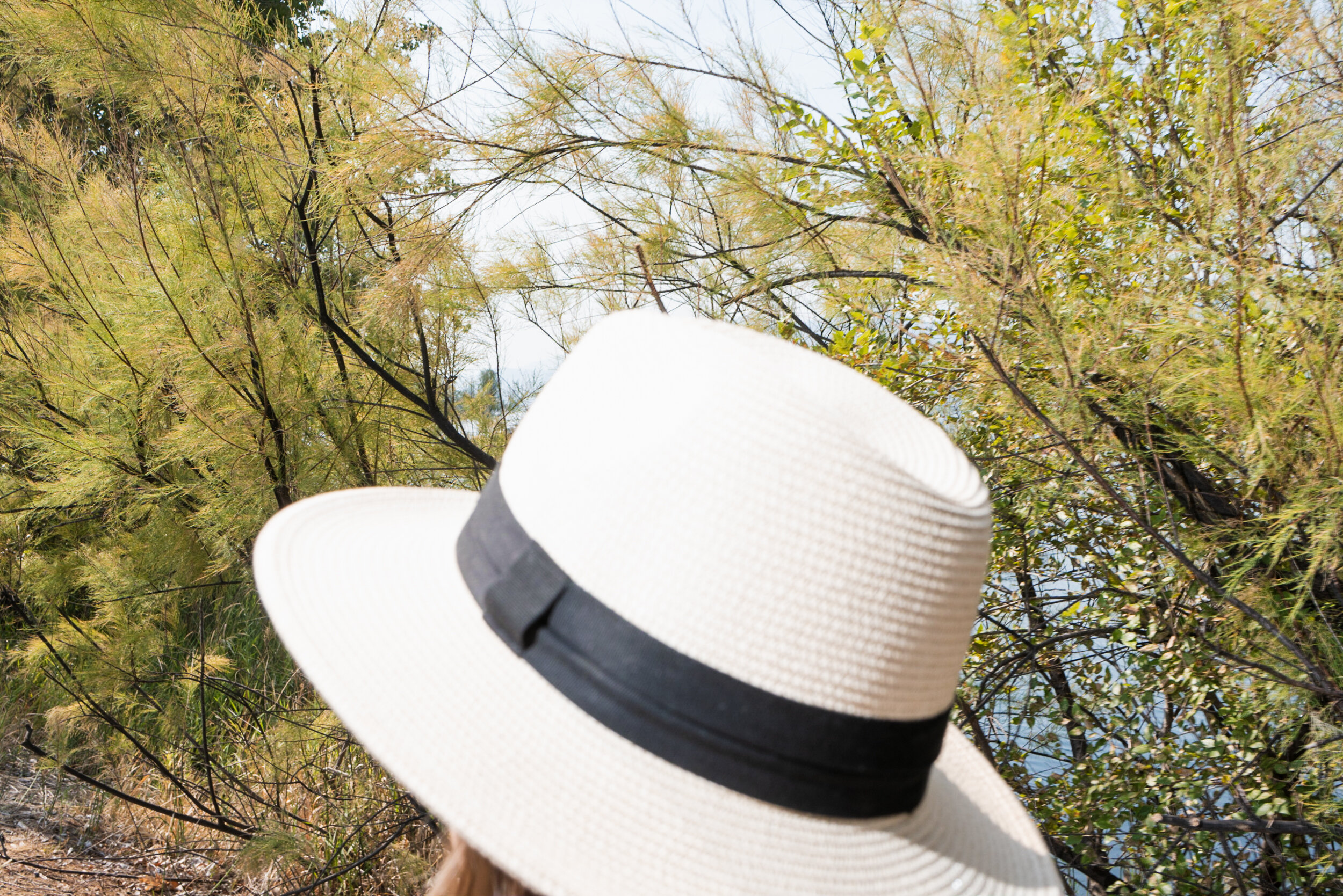 Hat walking by trees