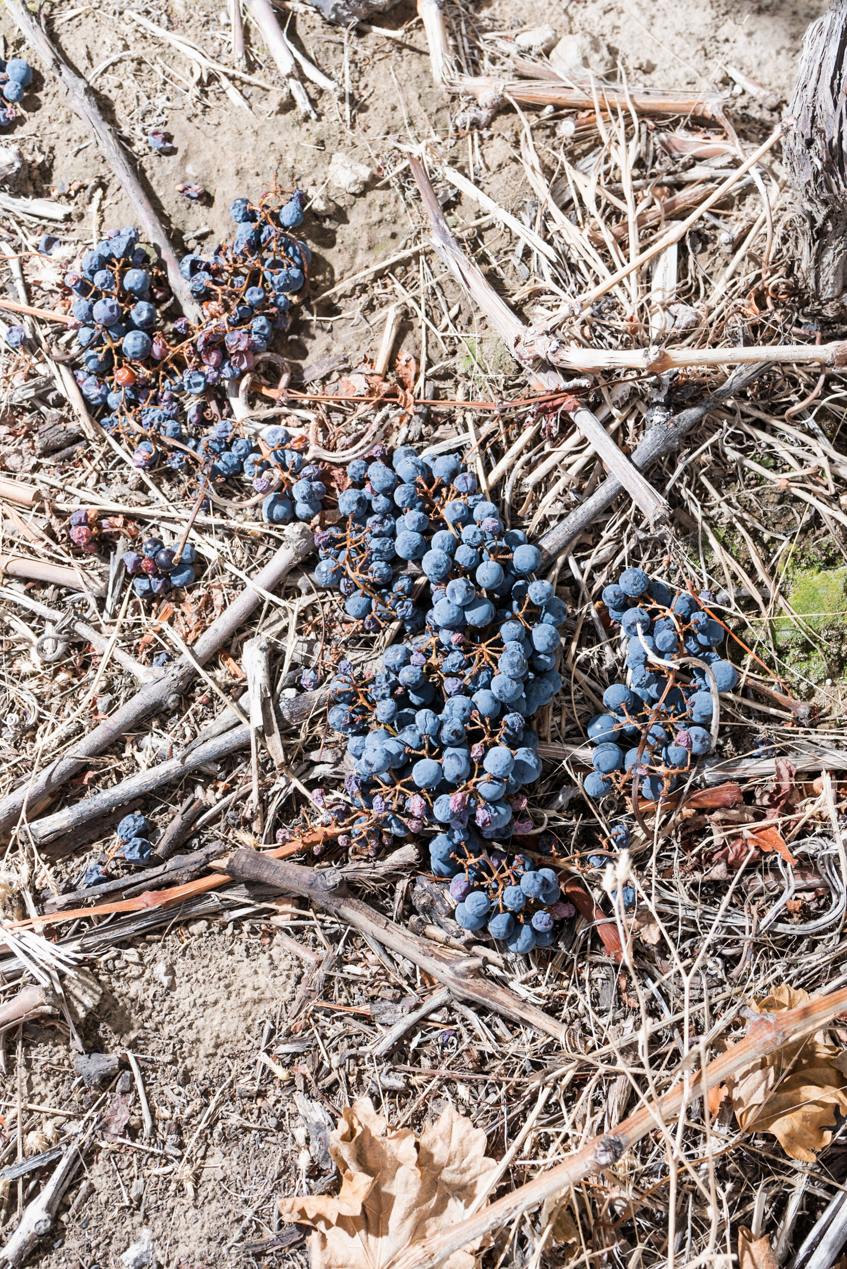 Dried red grapes on ground
