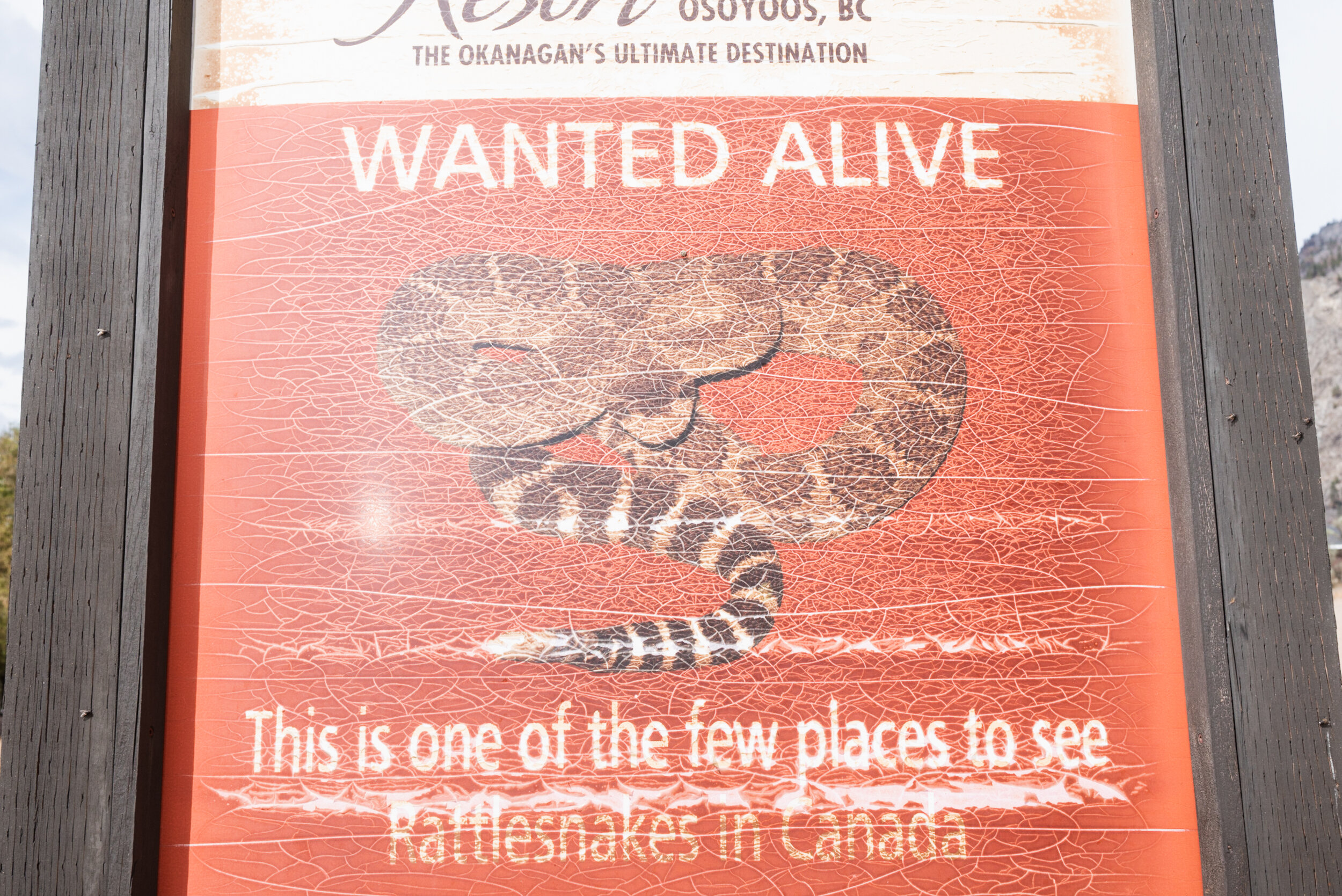 Wanted rattlesnake signage