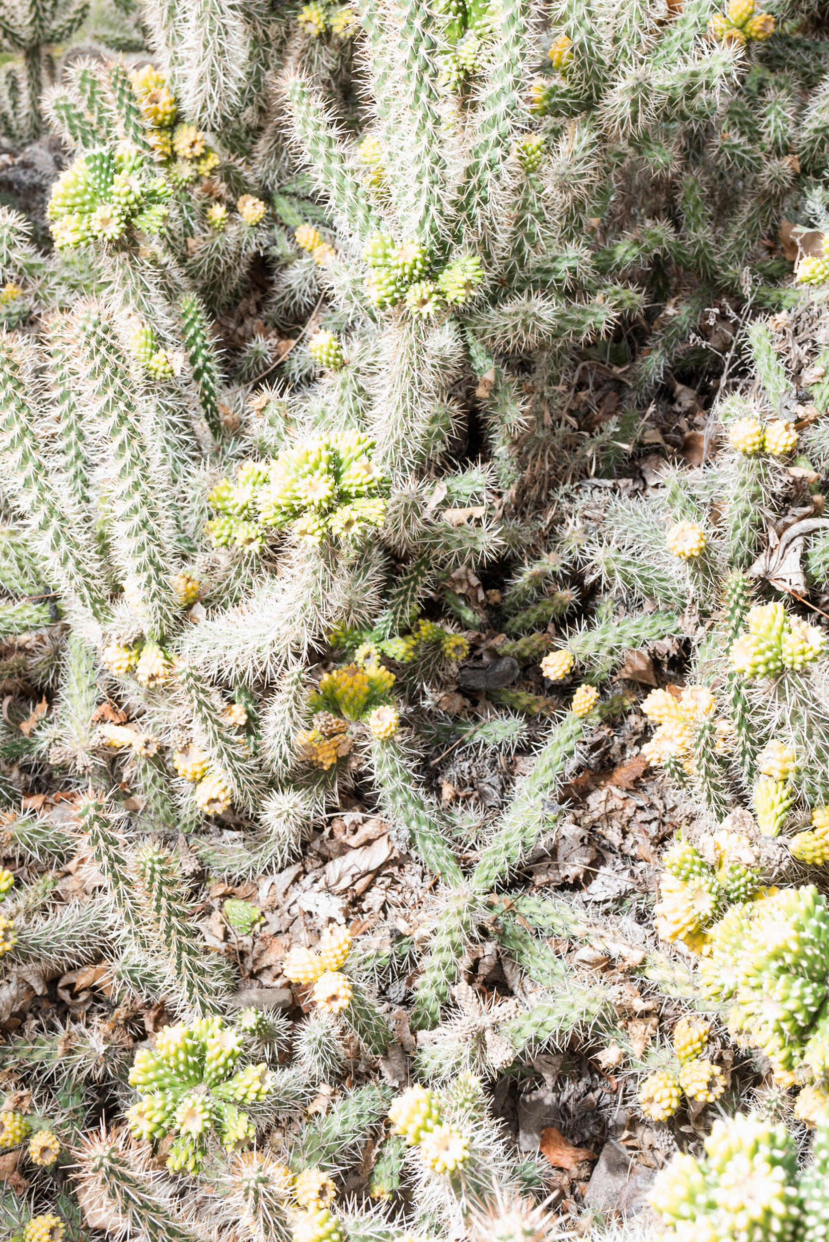 Prickly green cactus