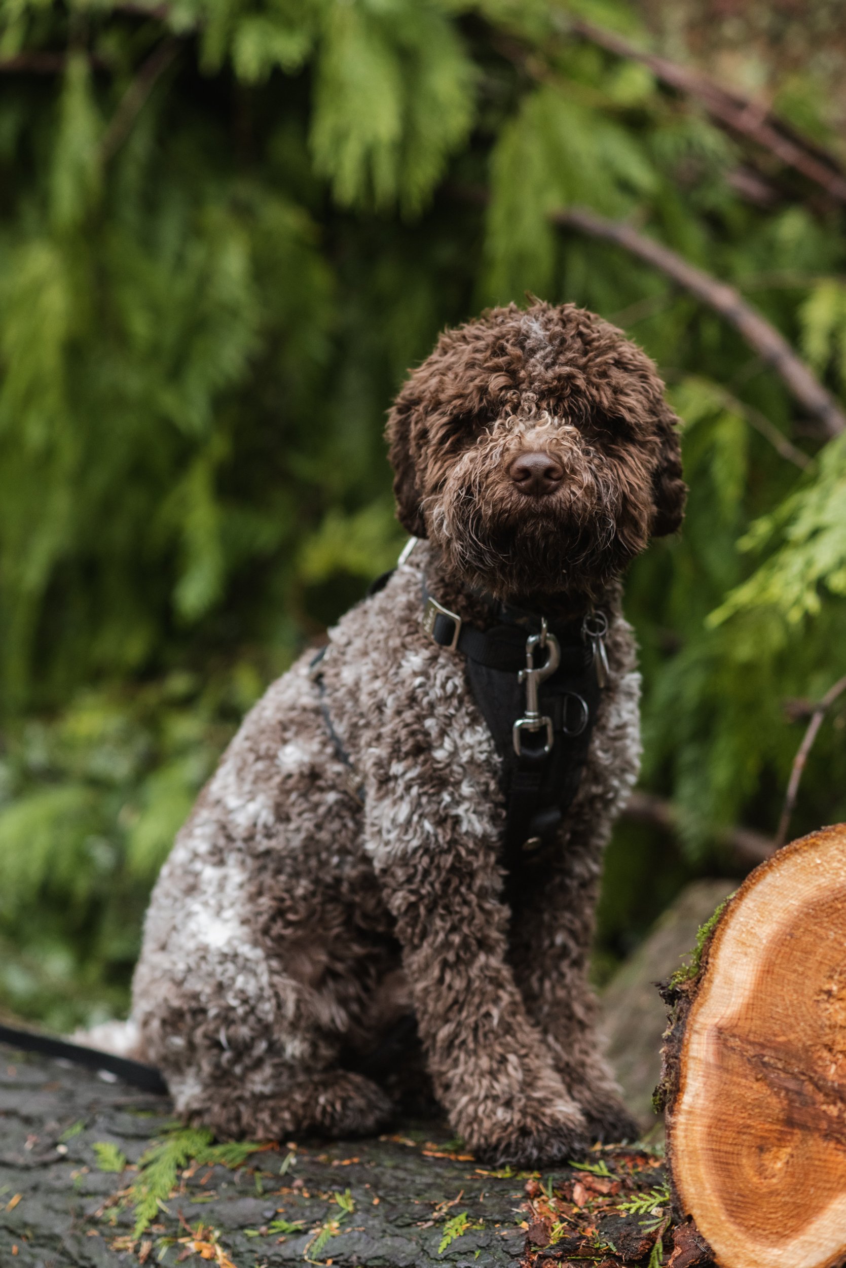 Lagotto dog portrait sitting on log