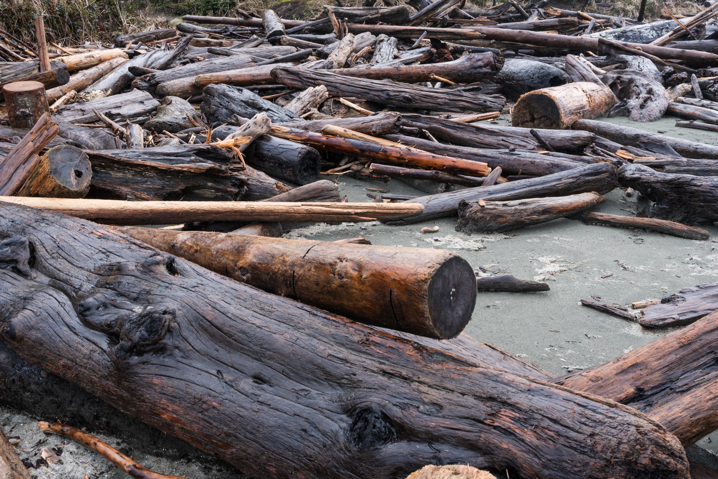 Logs on a beach