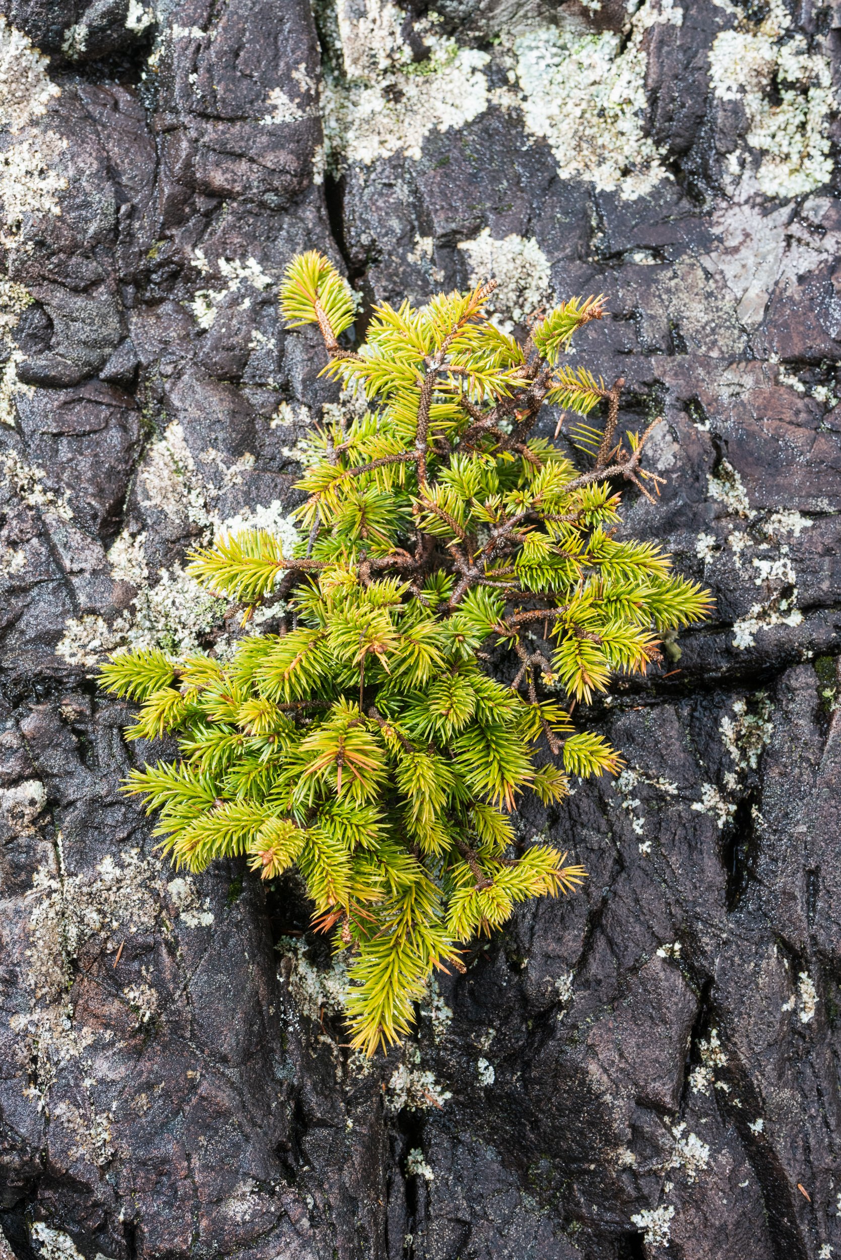 Small tree growing through rocks