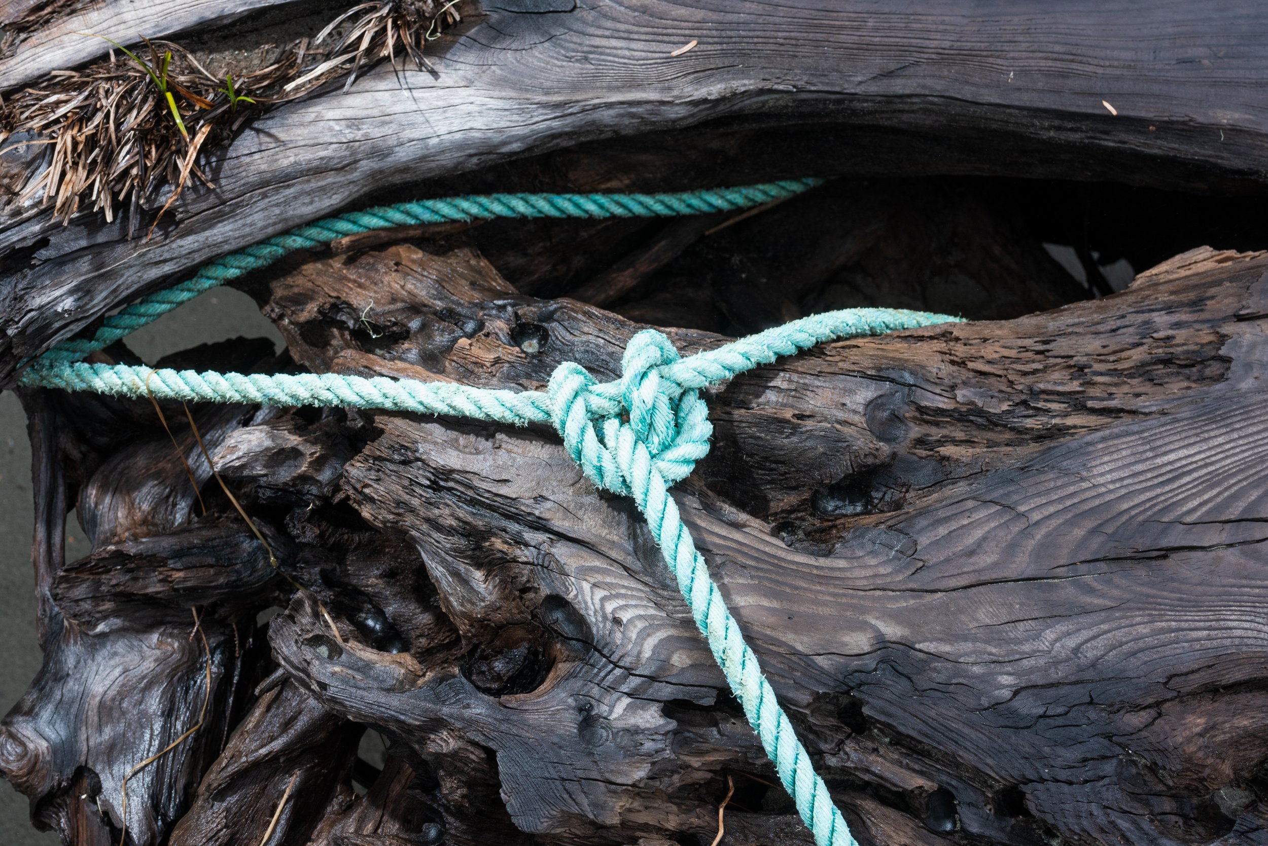 Blue rope tied to driftwood