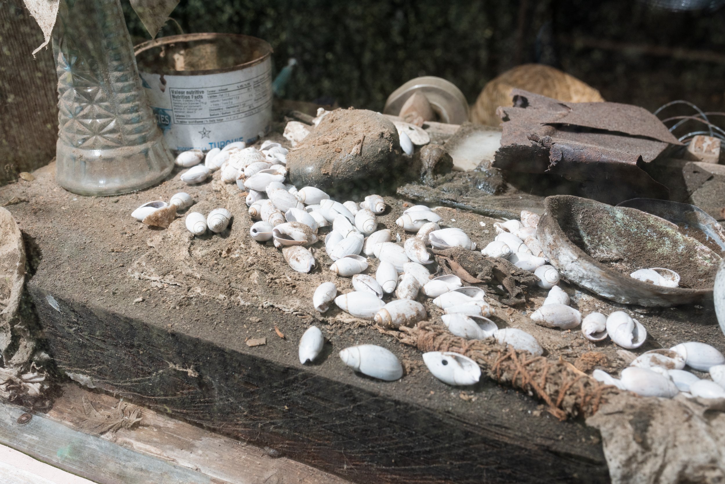 Shells on sill through window