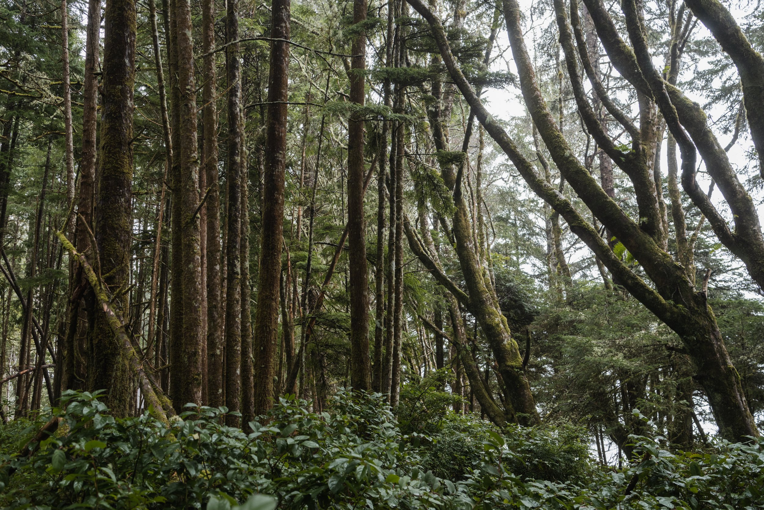 Forest by Tofino ocean