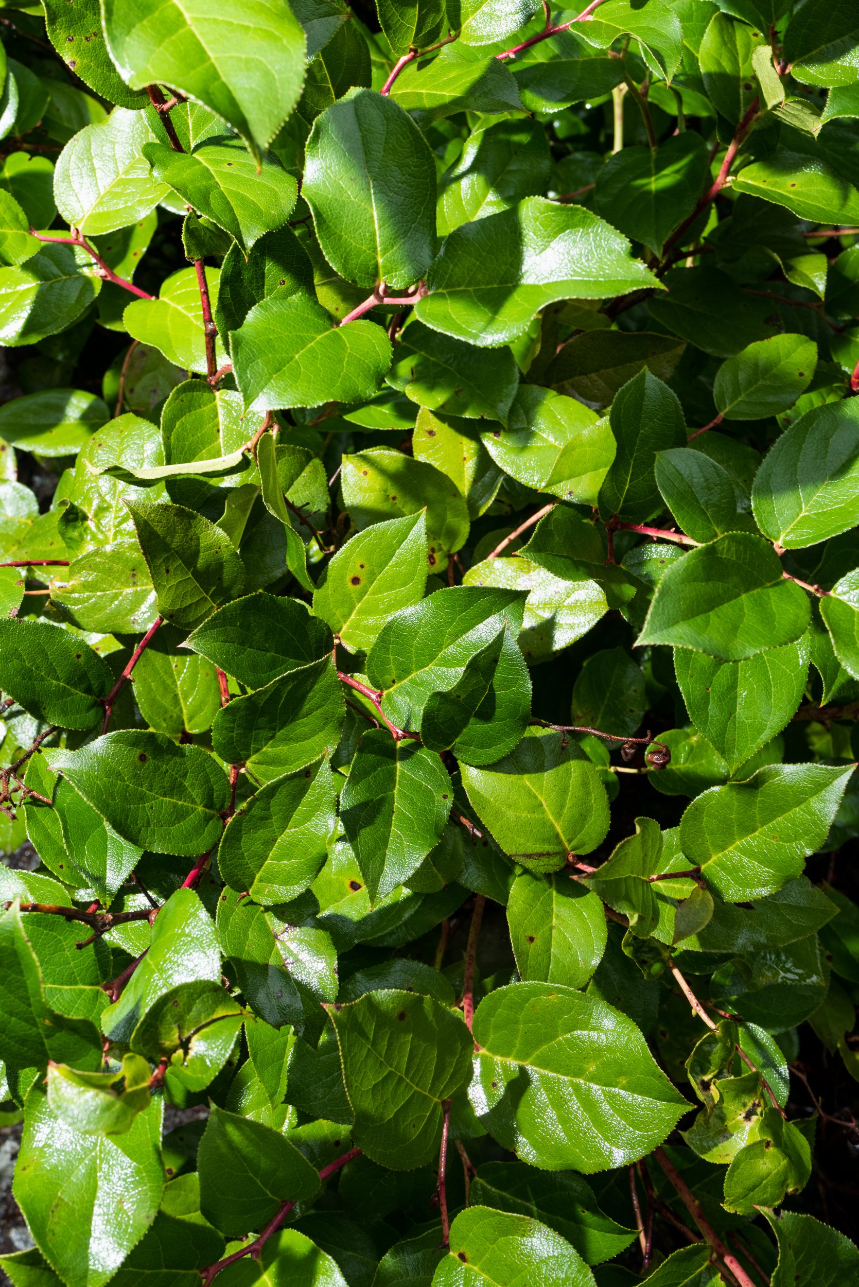 Salal leaves