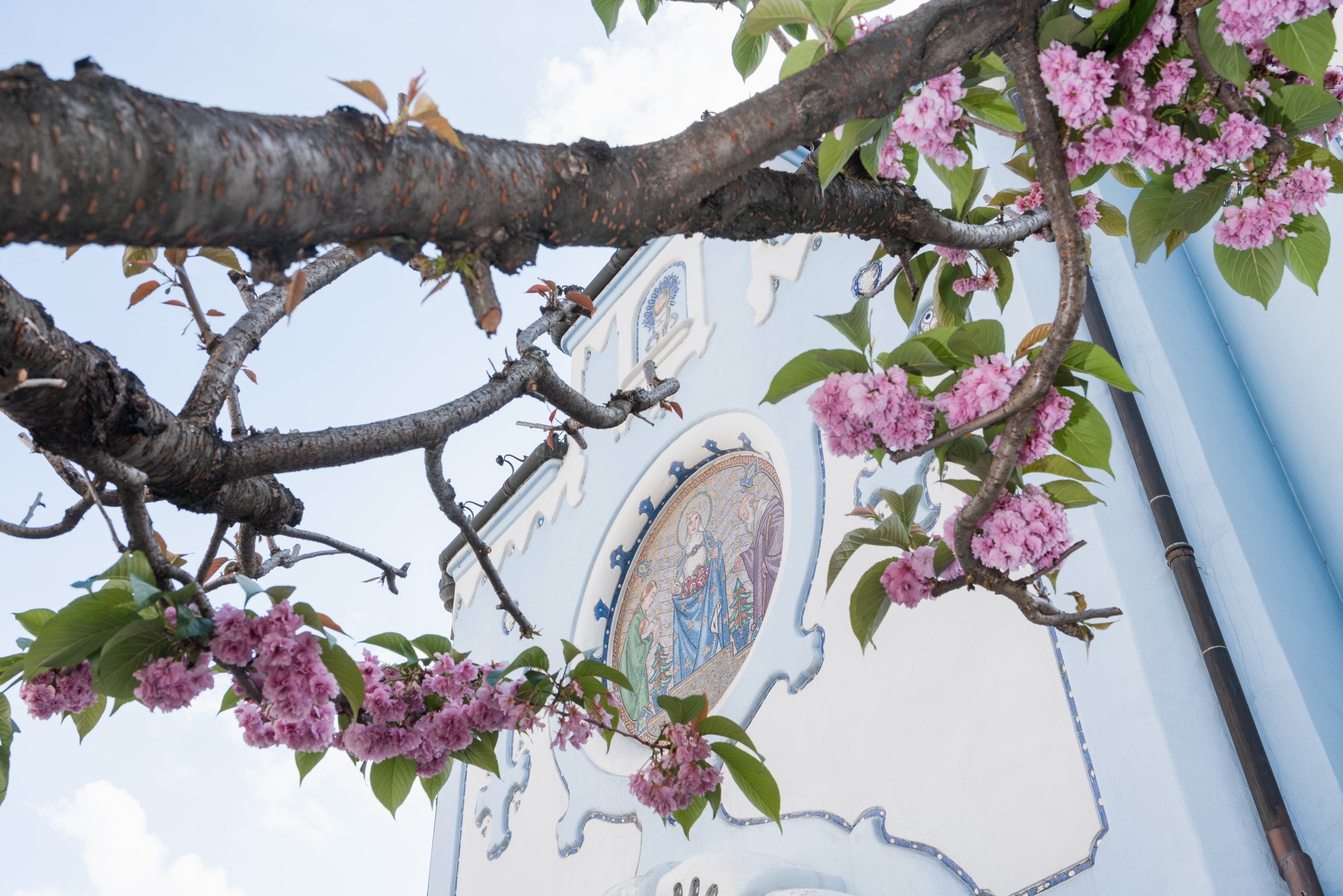 Blue Church and cherry blossom Bratislava