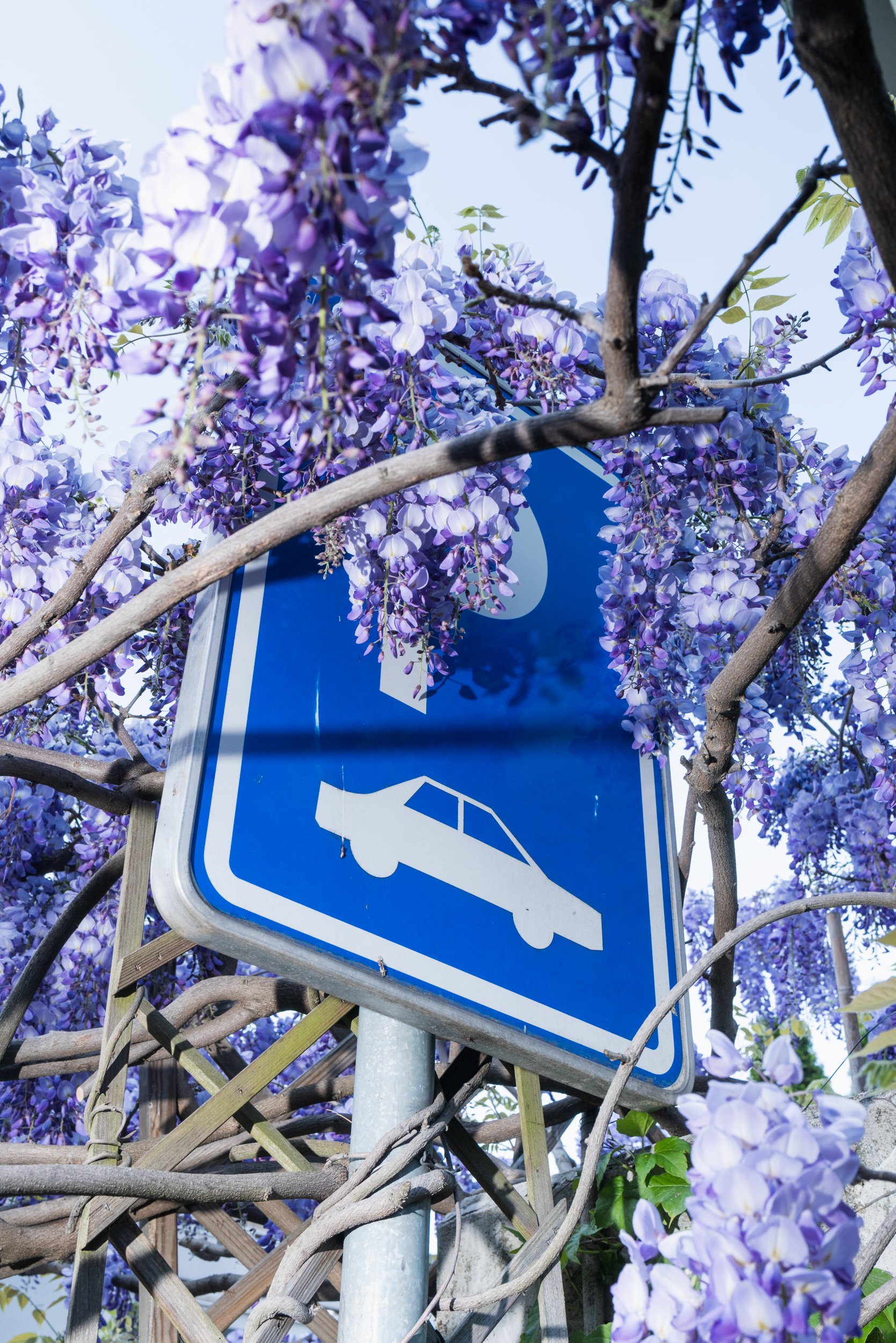 Wisteria and parking sign Bratislava