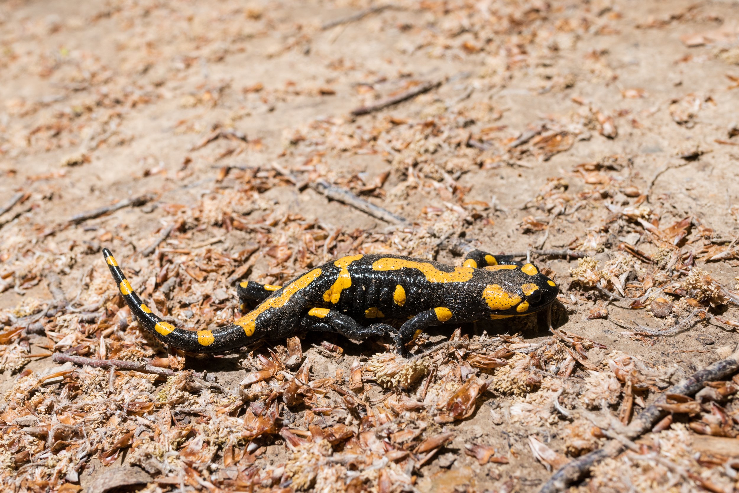 Black and yellow salamander