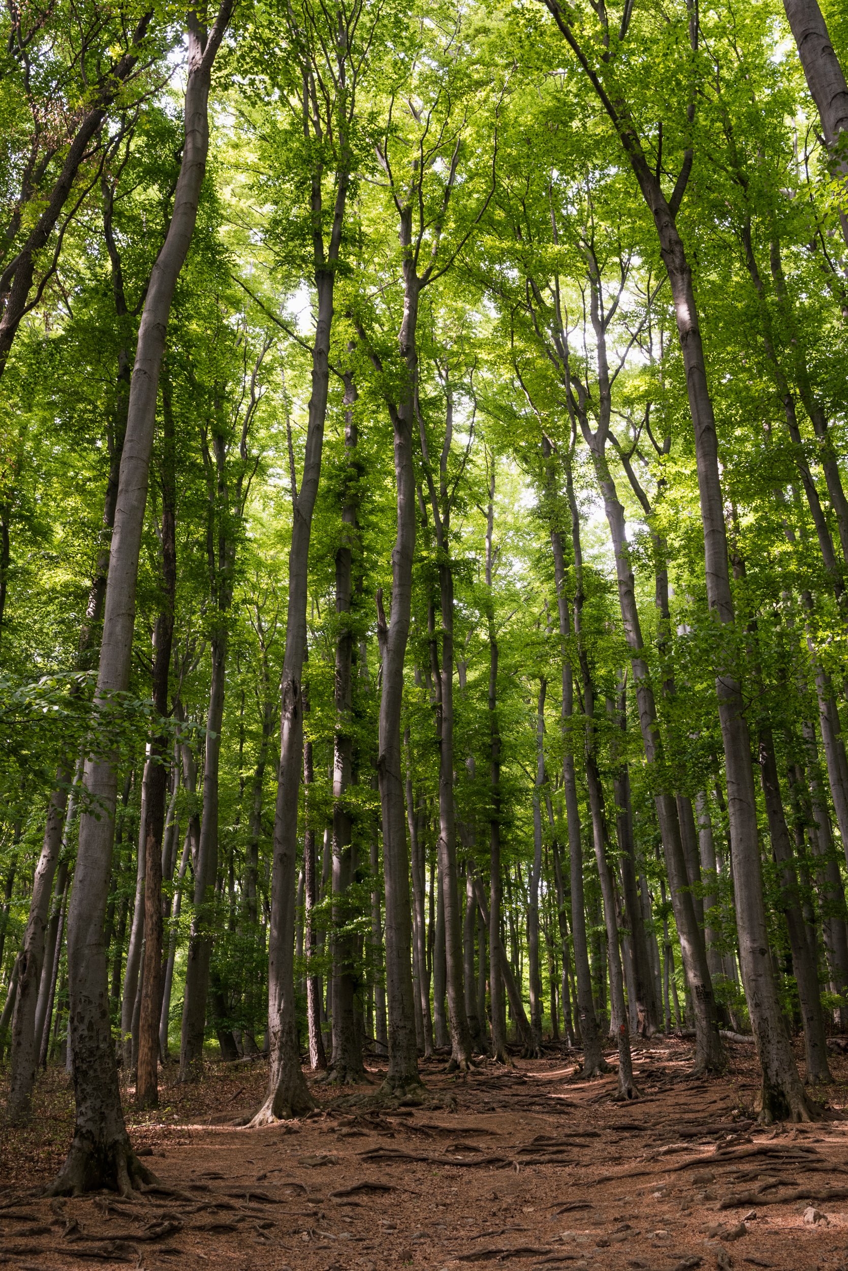 Beech tree forest Stupava