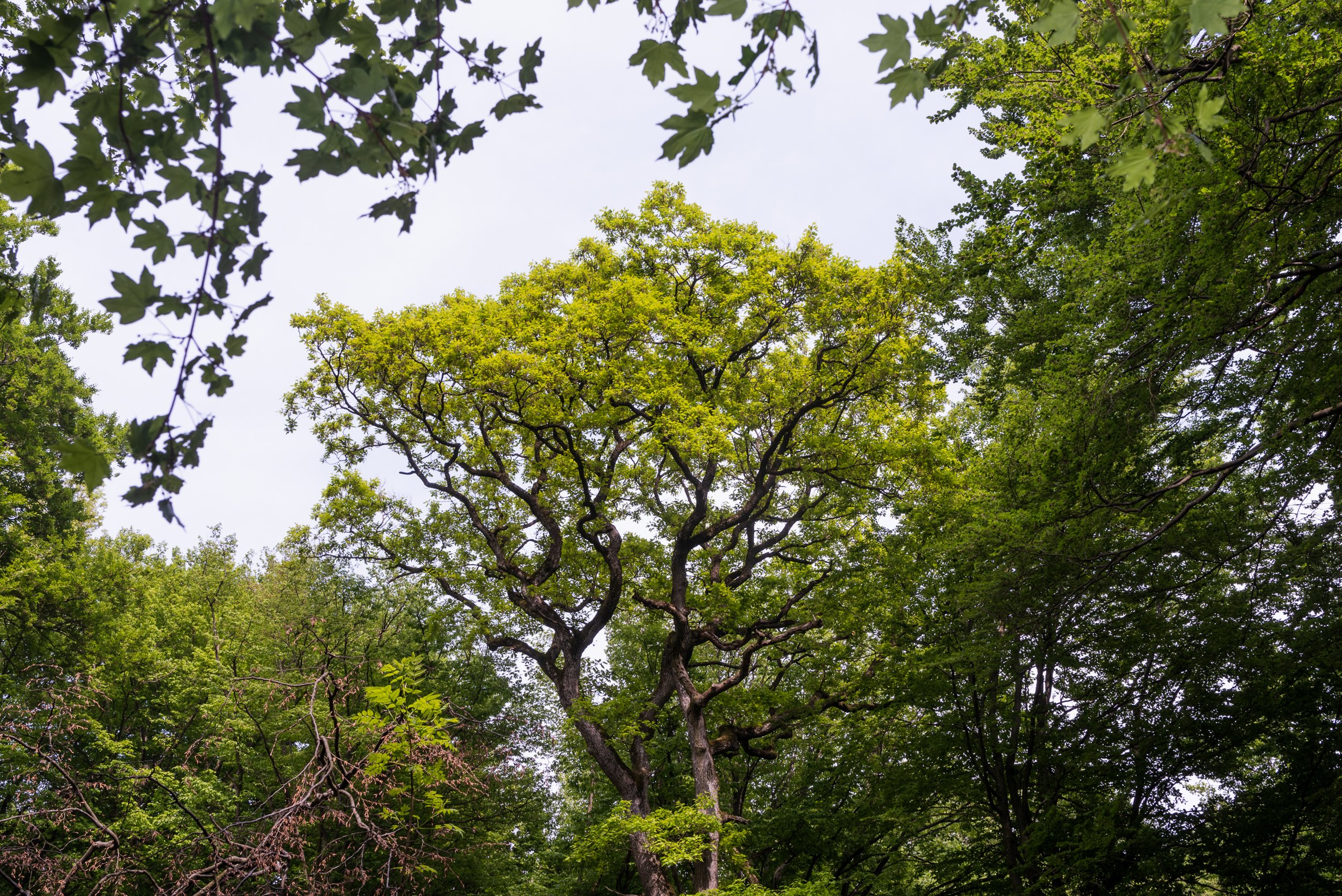 Large tree canopy Stupava