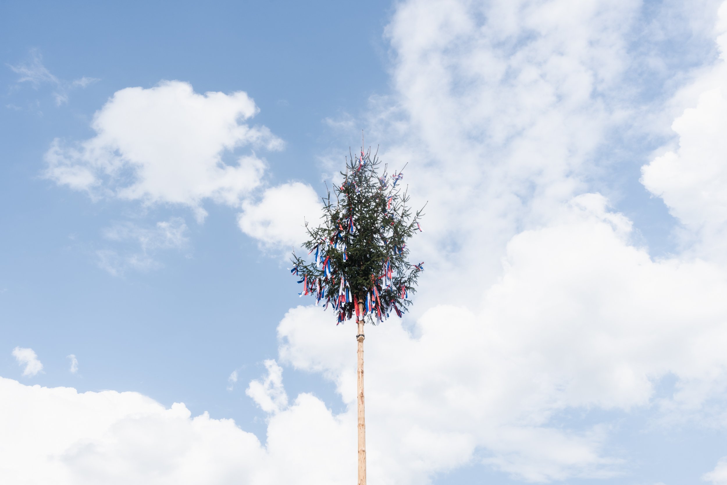 Majales tree in Trenčin