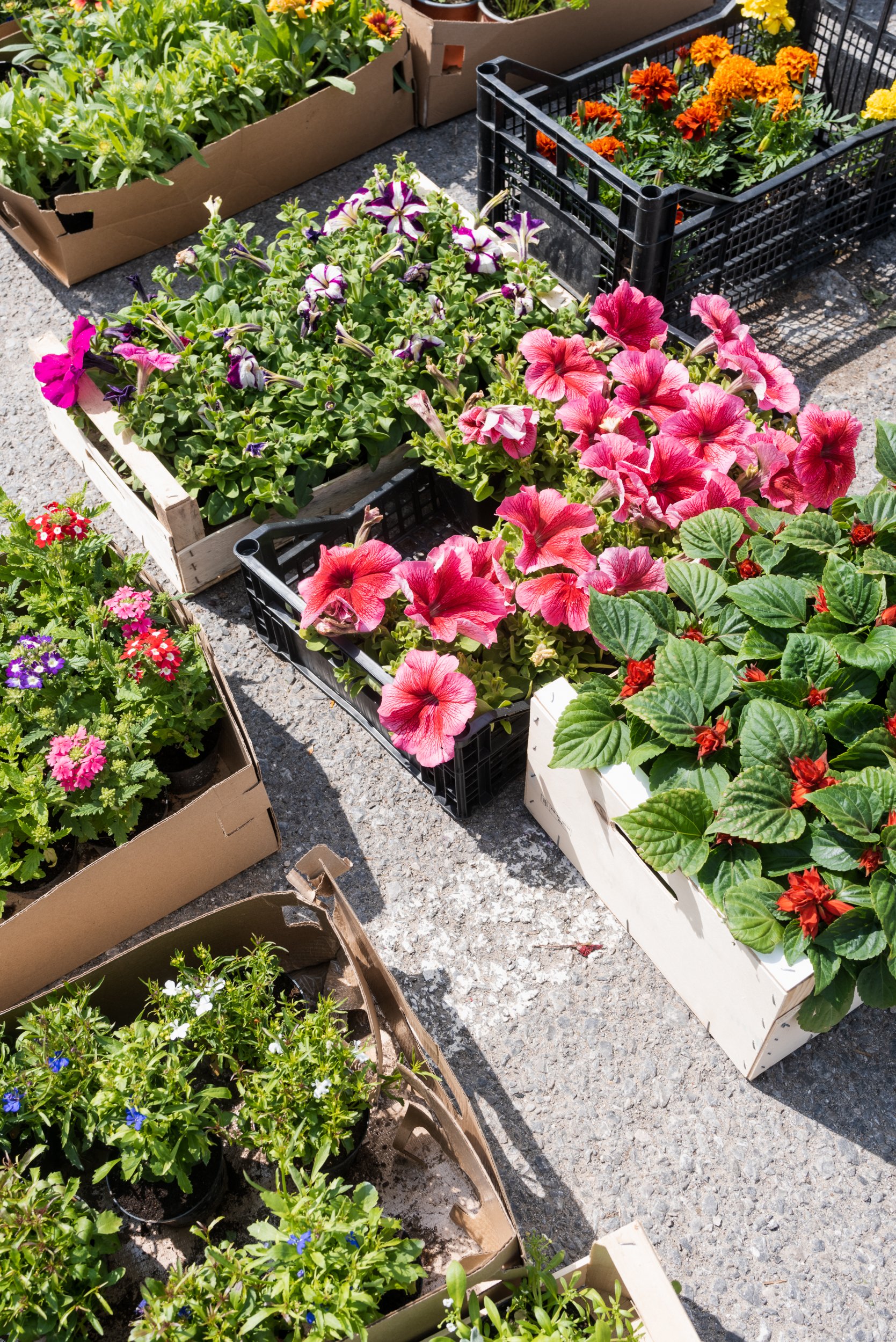 Flowers for sale in market