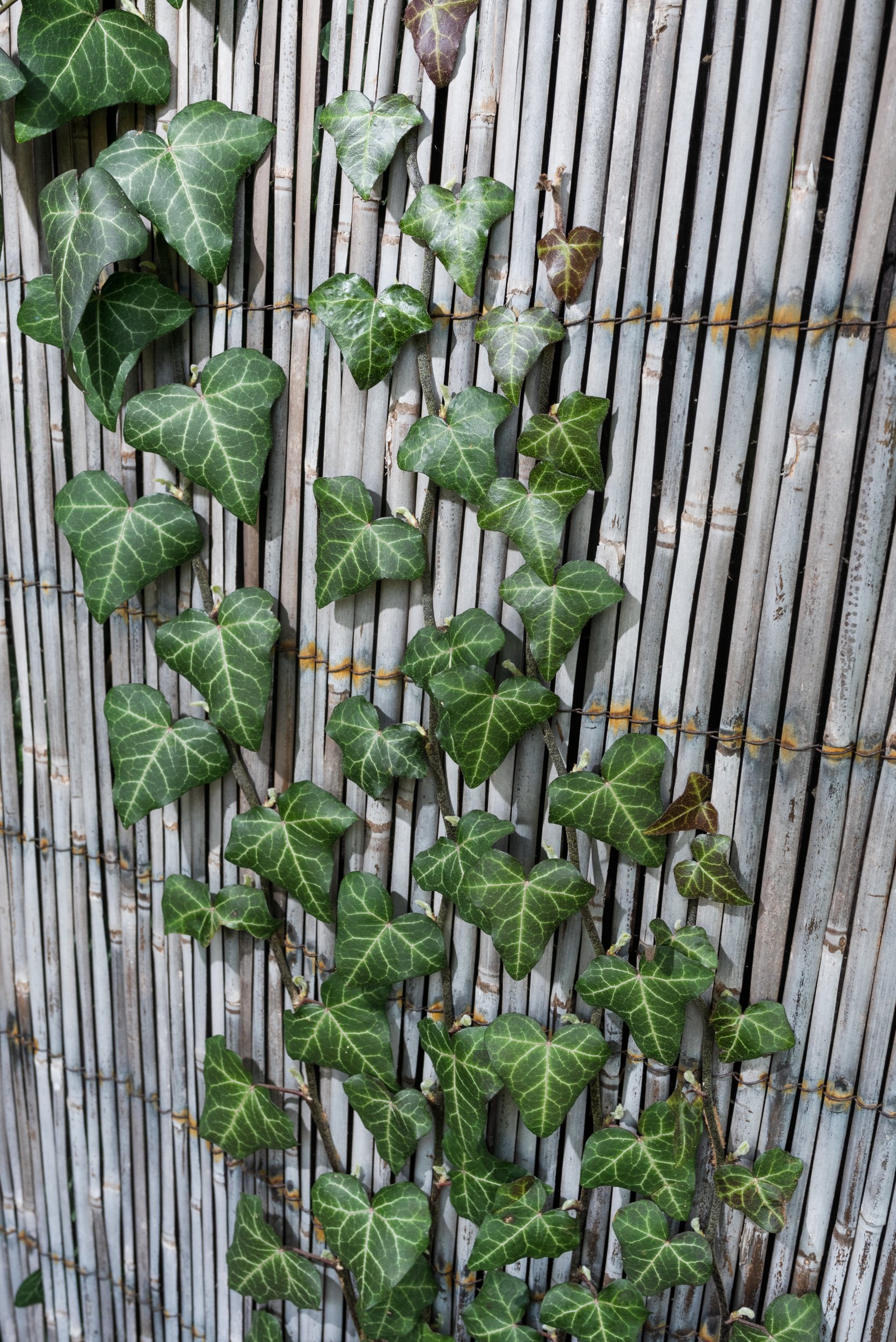 Vine growing on bamboo fence