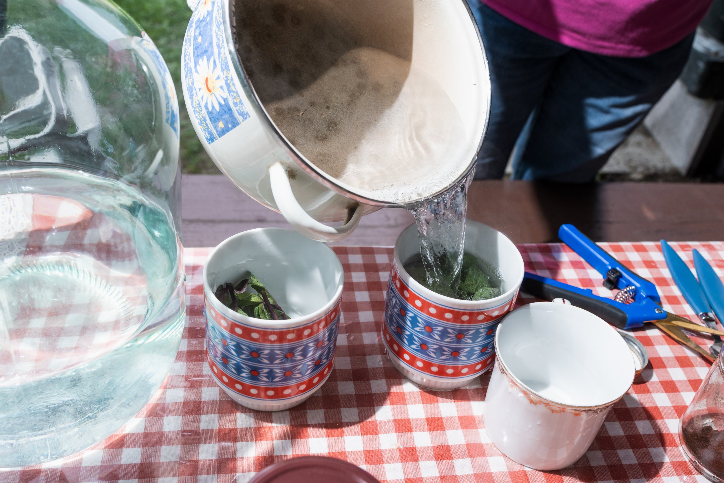 Making mint tea in garden