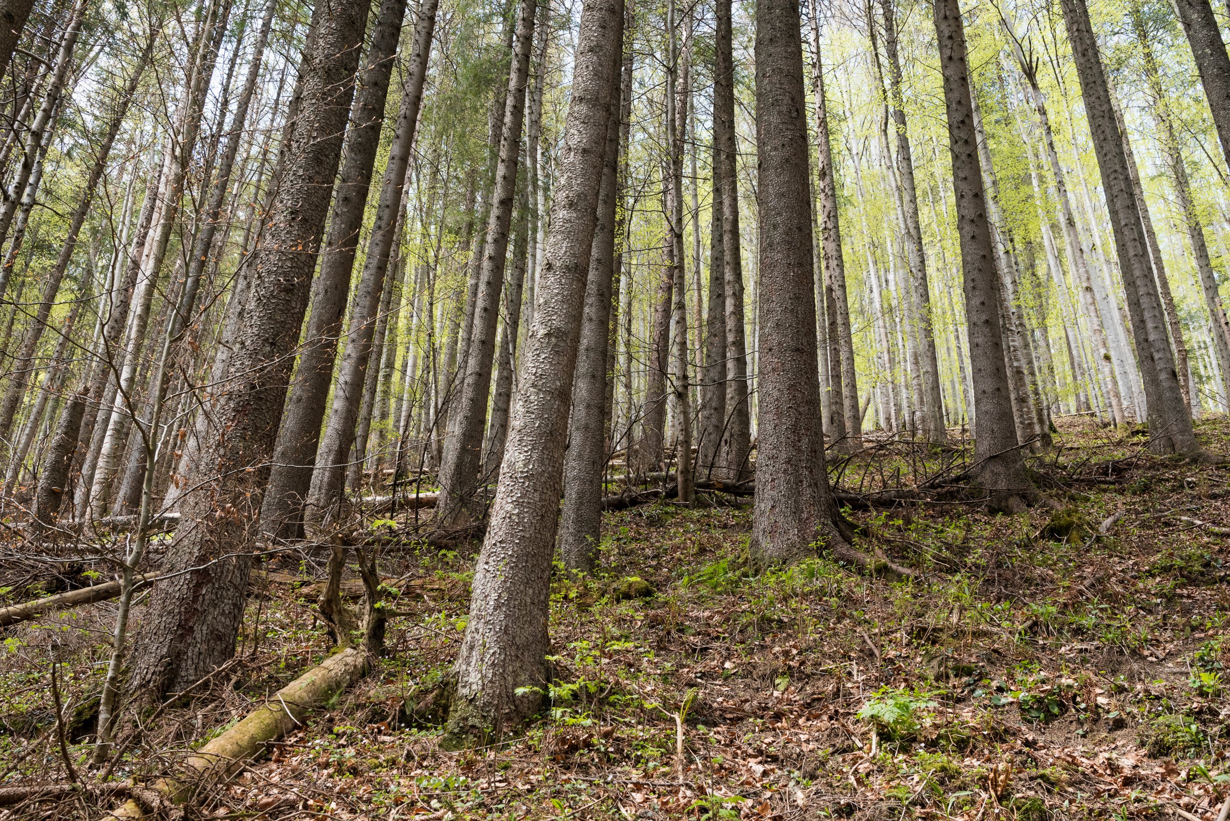 Juráňova Dolina forest