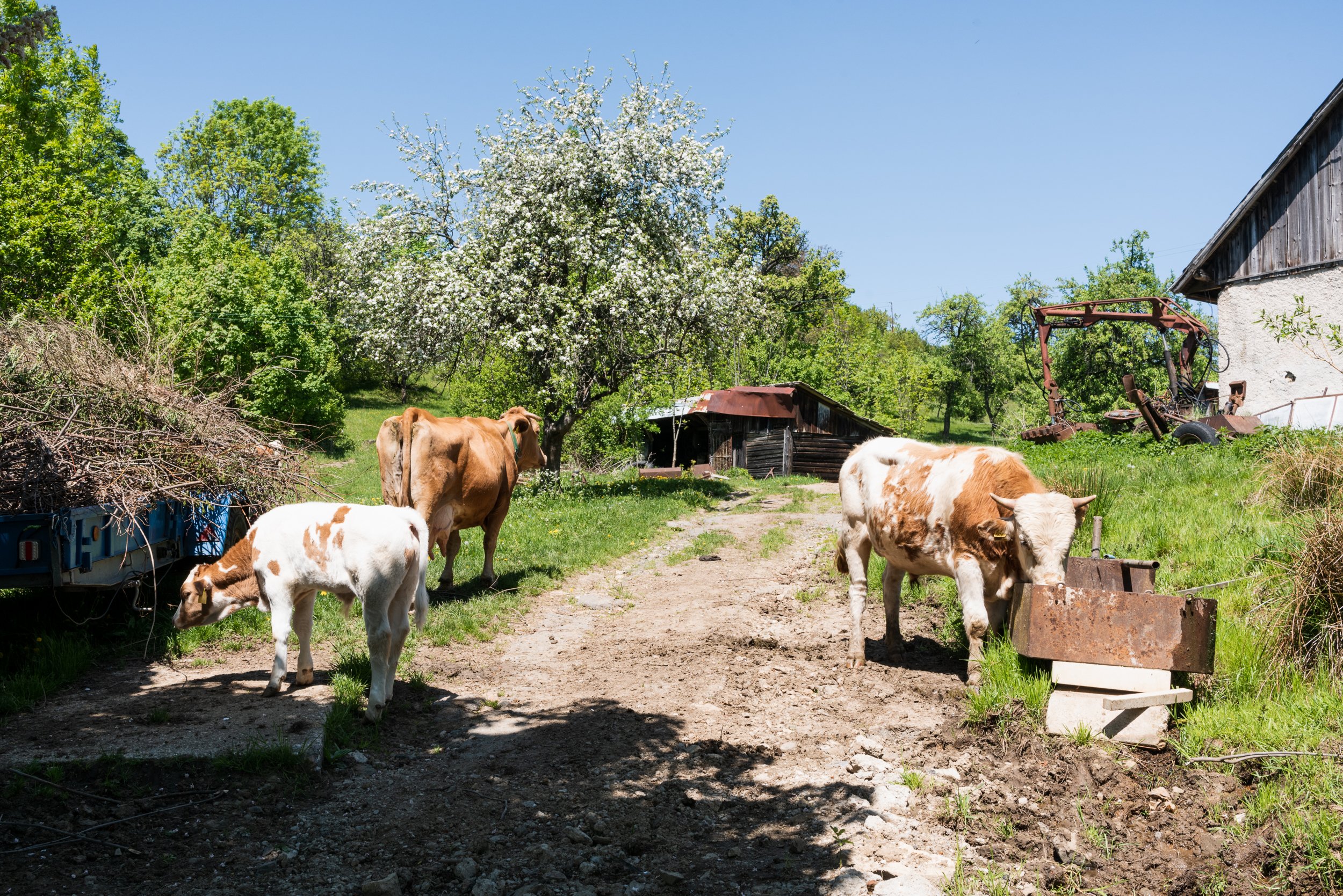 Cows roaming Banská Štiavnica