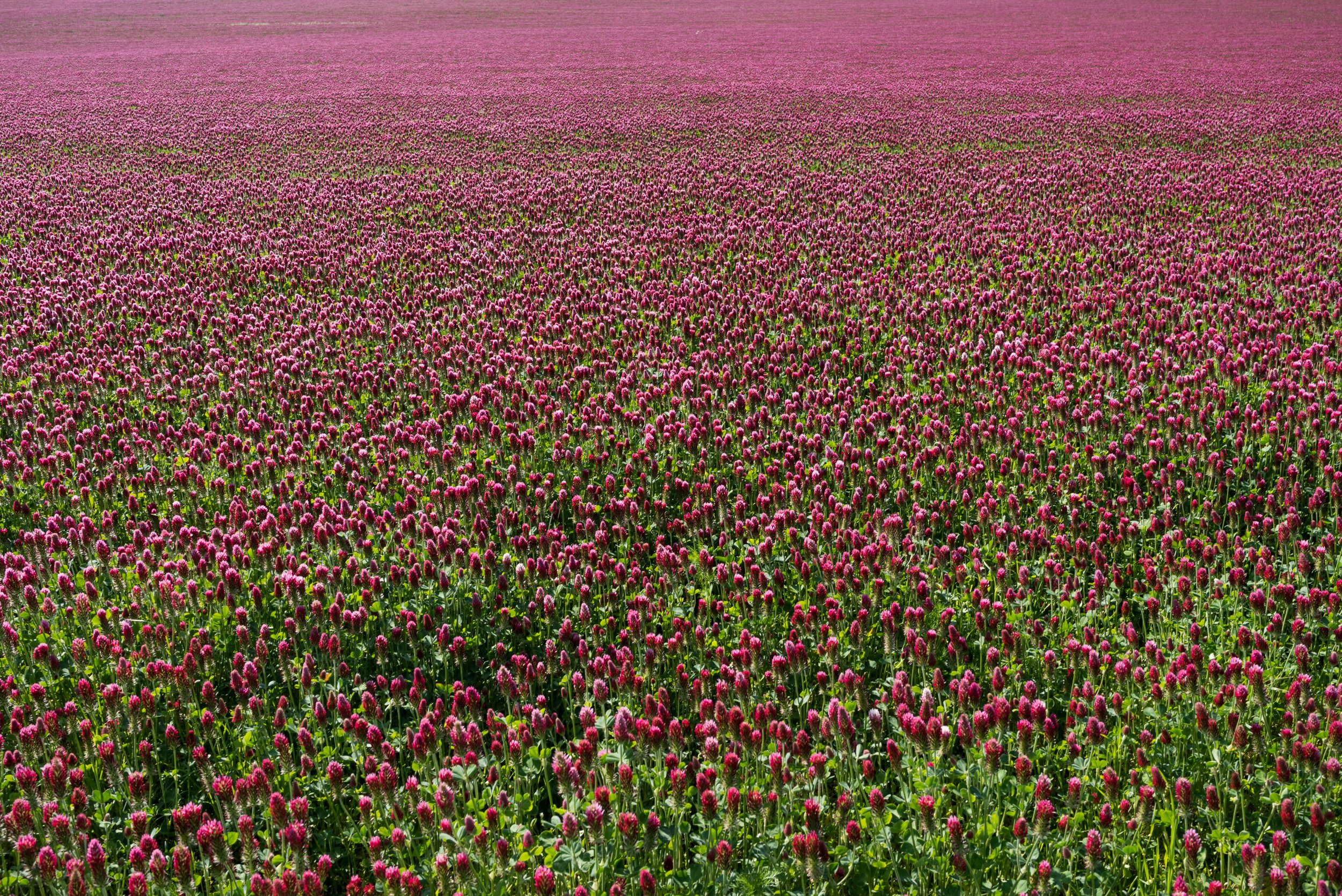 Pink flower field