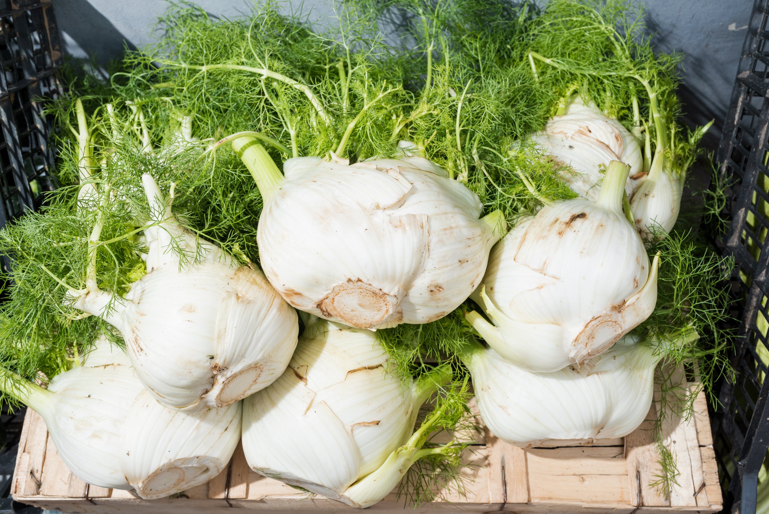 Fennel for sale in Castelbuono