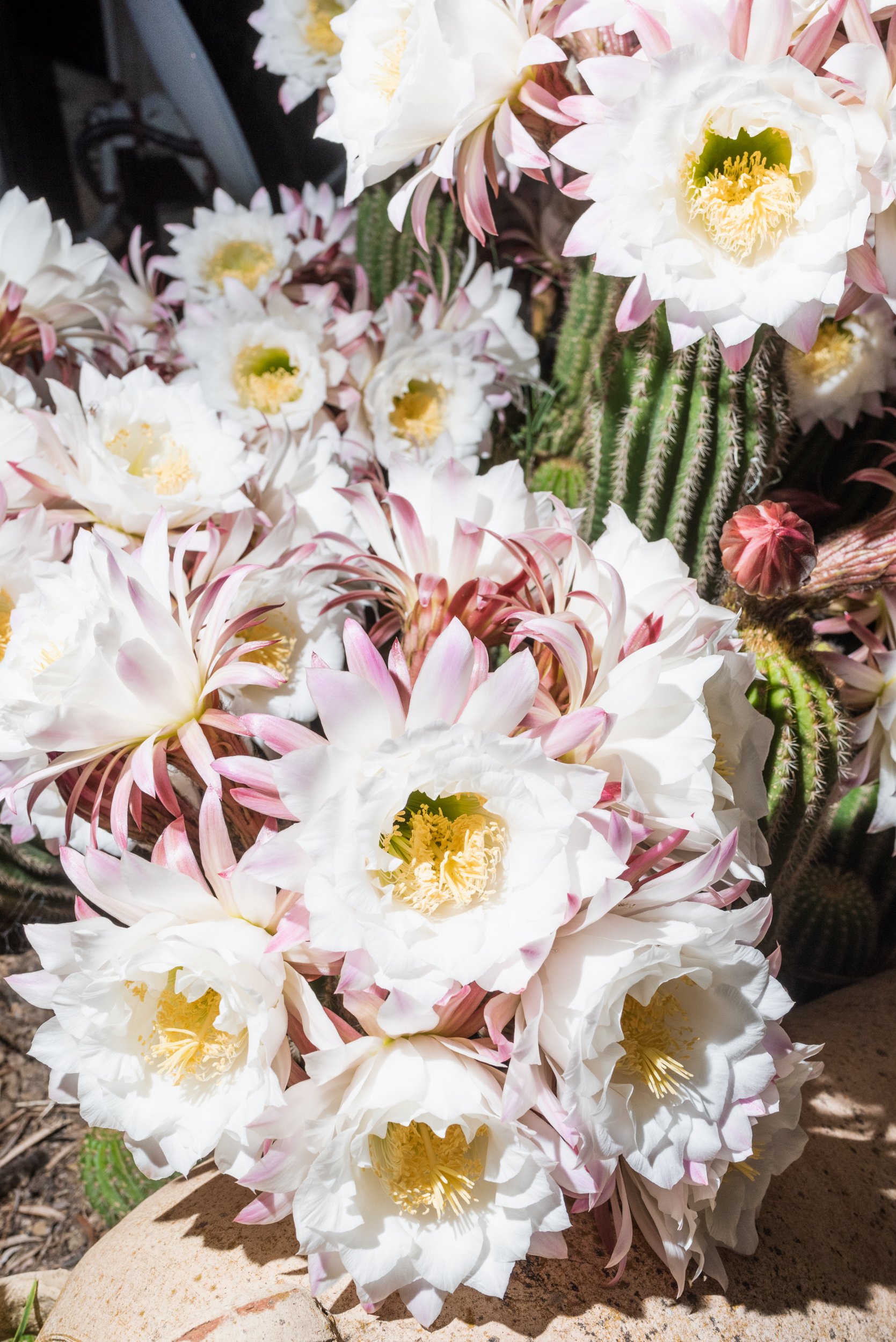 Cactus flowers in Castelbuono