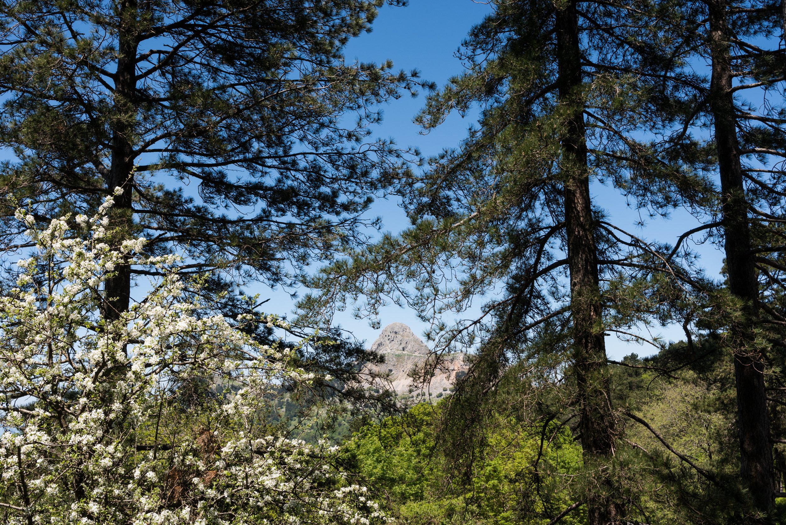 Novara di Sicilia peak through trees