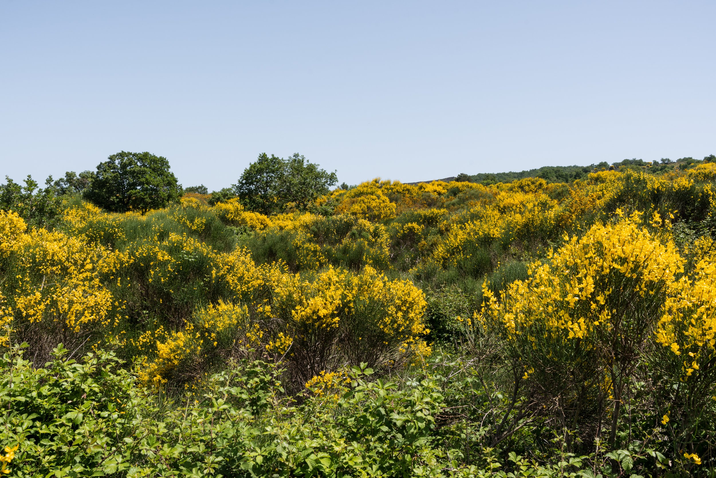 Scotch broom near Mount Etna