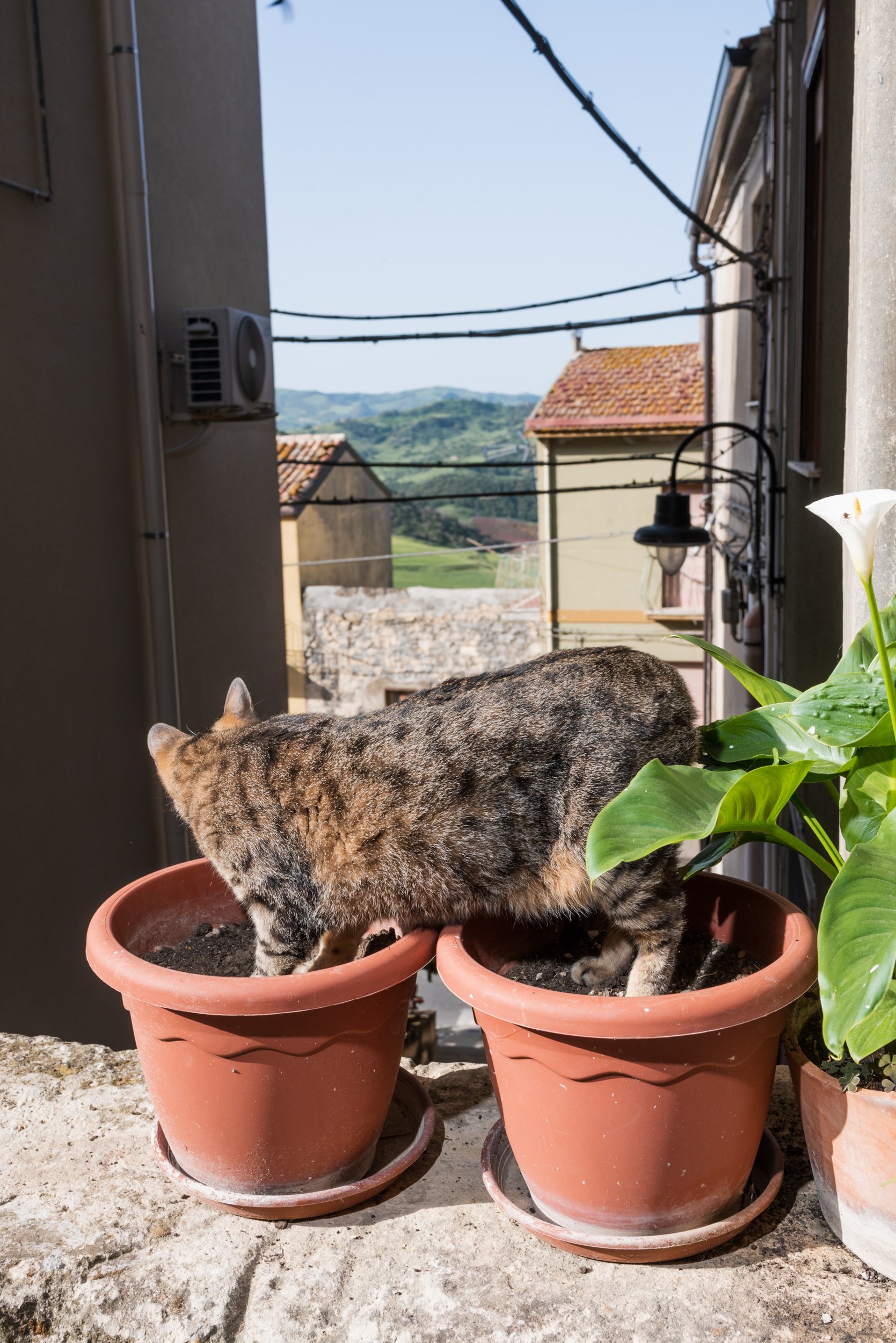 Cat in flower pot in Sperlinga