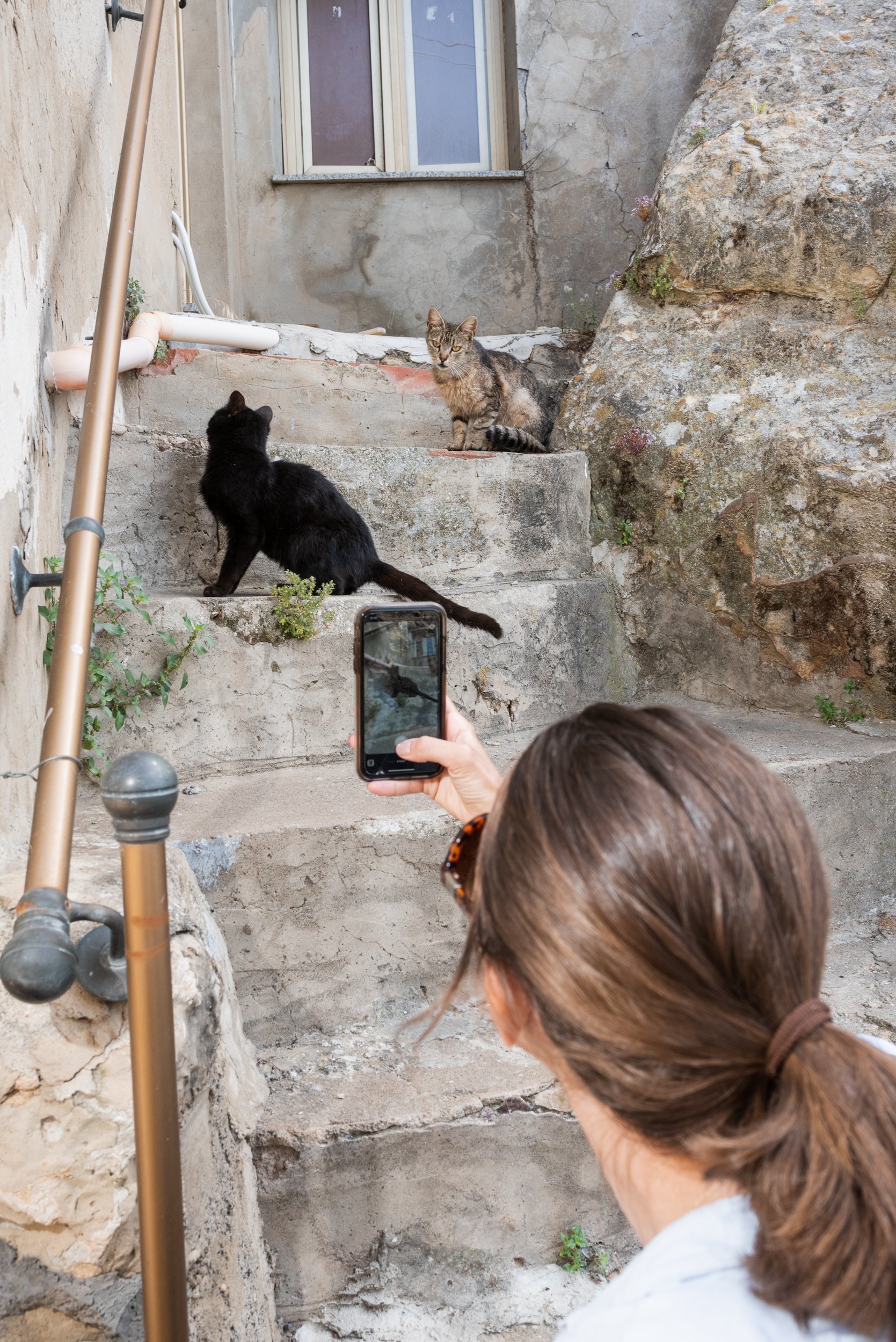 Taking pictures of cats in Sperlinga