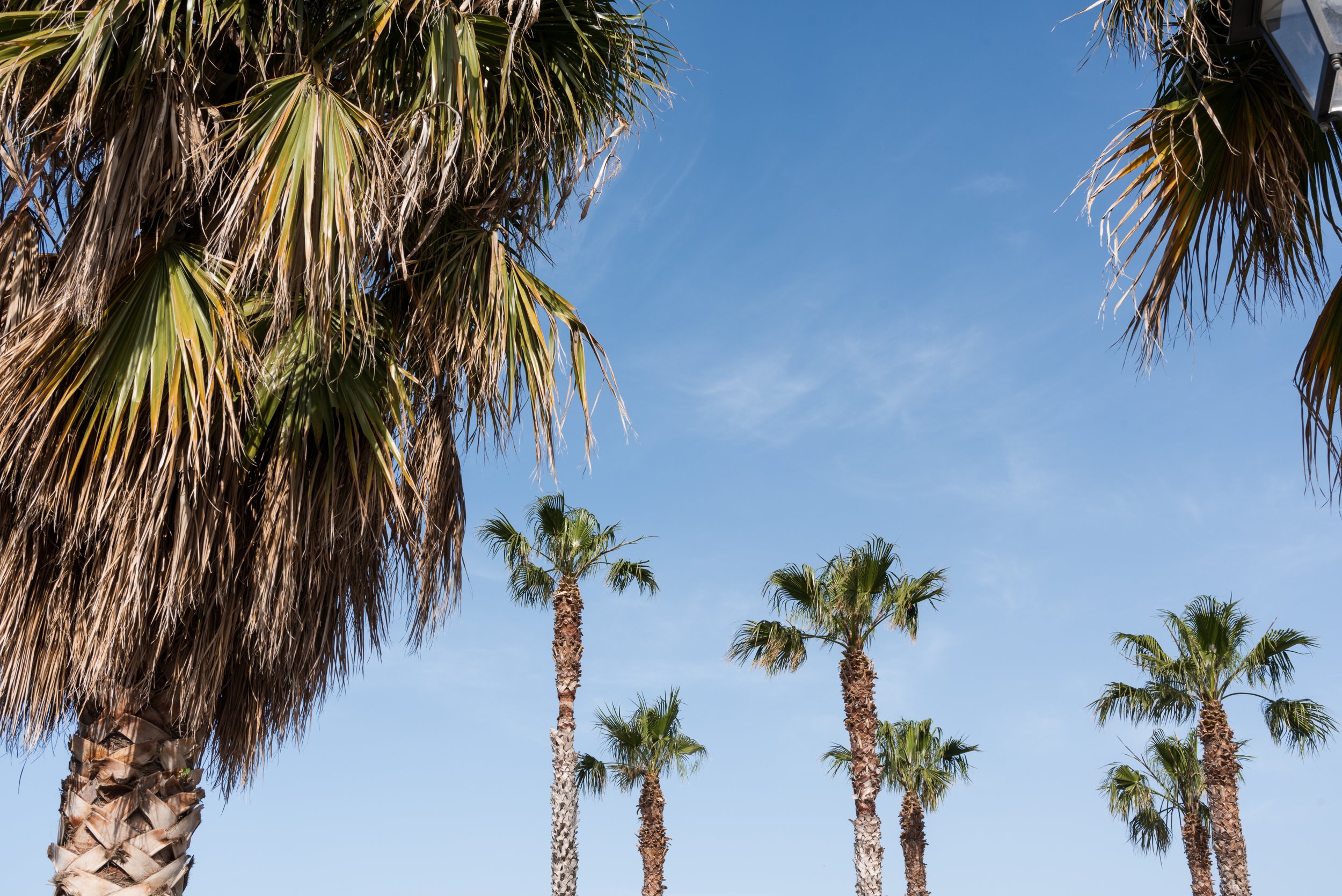 Palms in Castellammare del Golfo