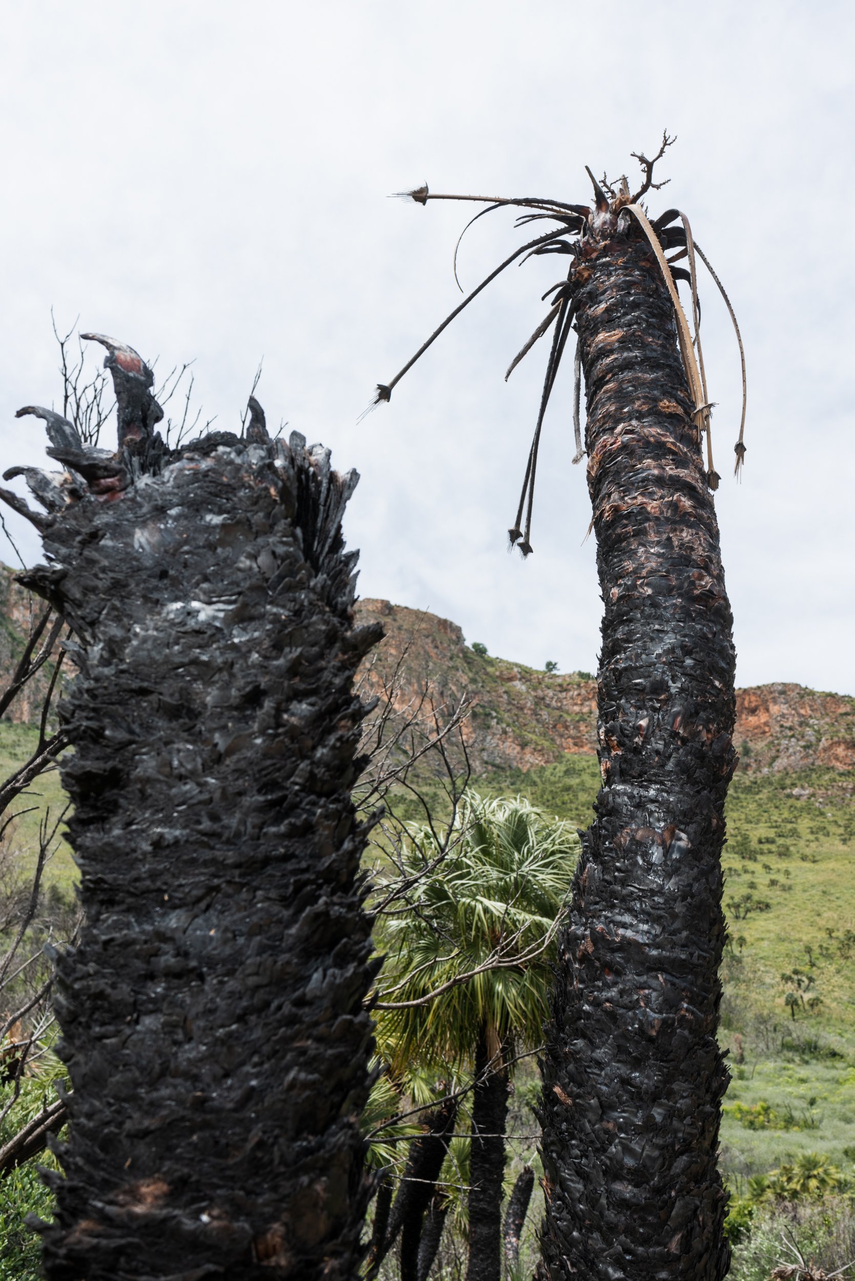 Zingaro Nature Reserve burnt palms