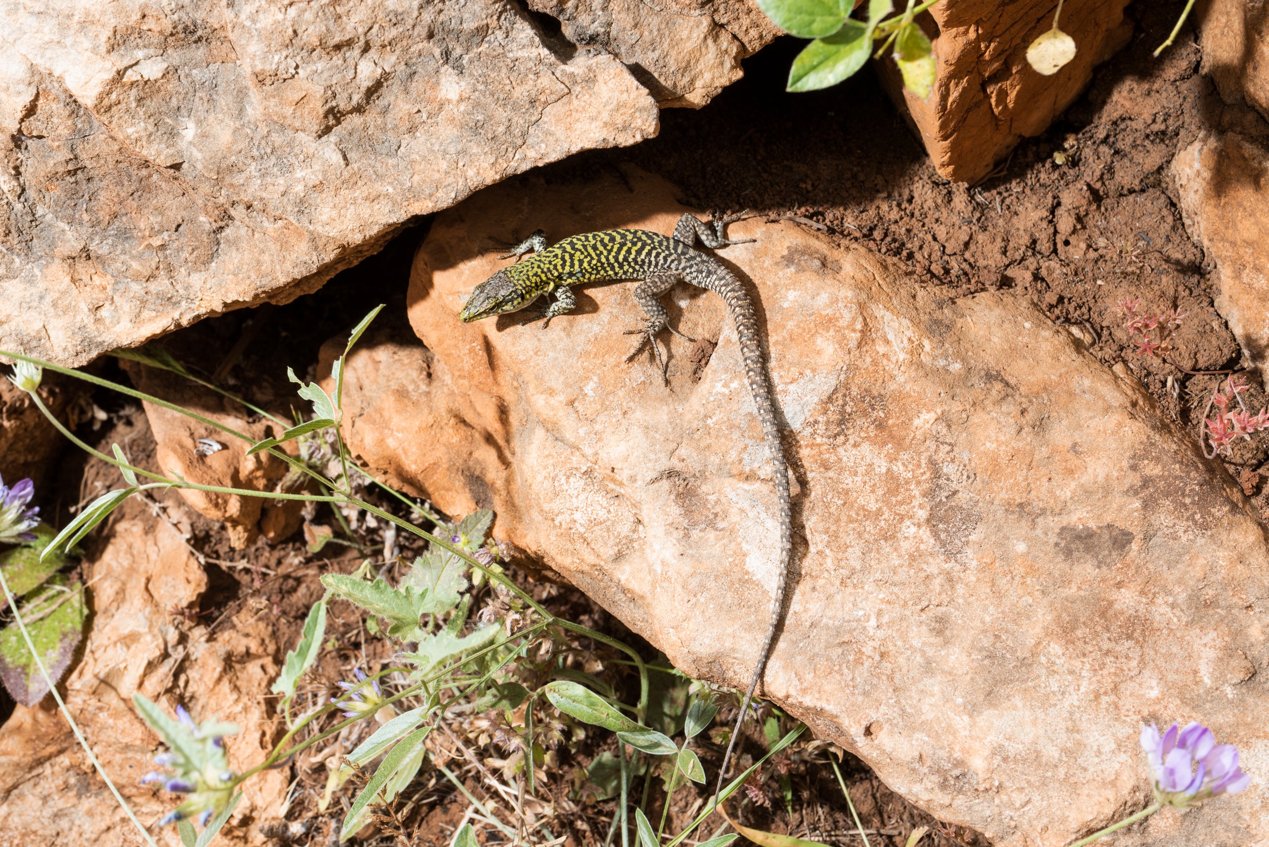 Lizard on rock in Zingaro Nature Reserve