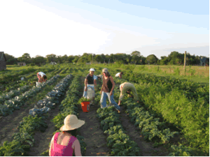 farmpic2.gif