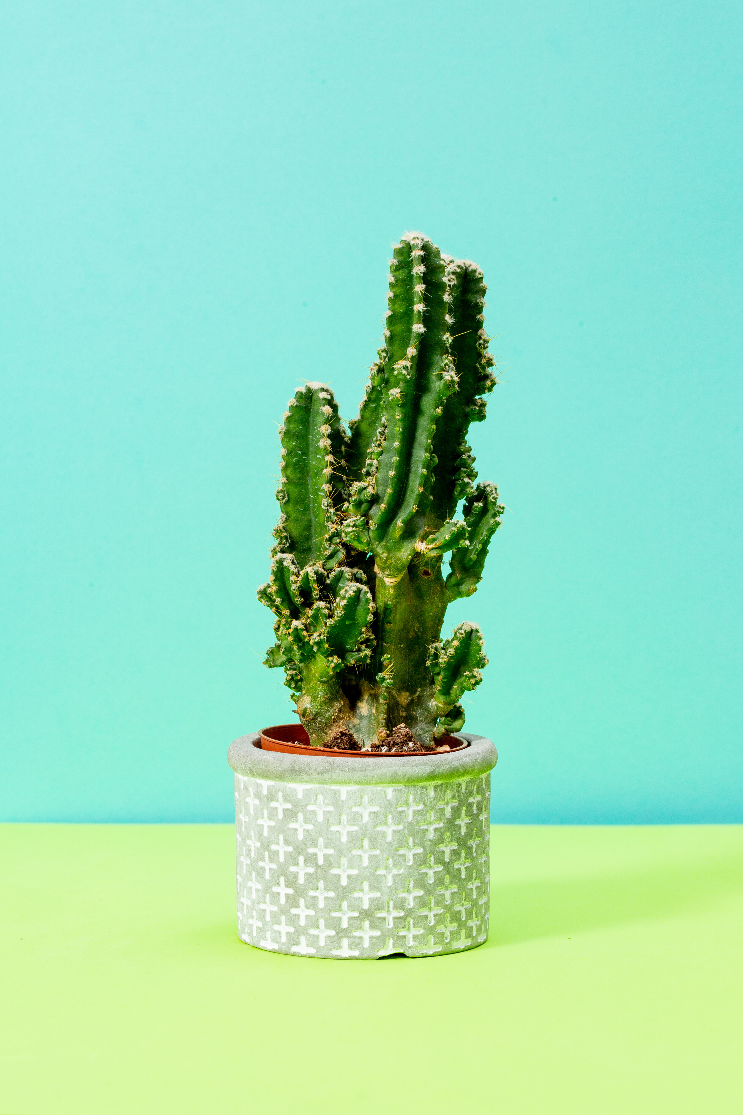 ©NatalieAnnSchaefer_CandyCacti-3.jpg