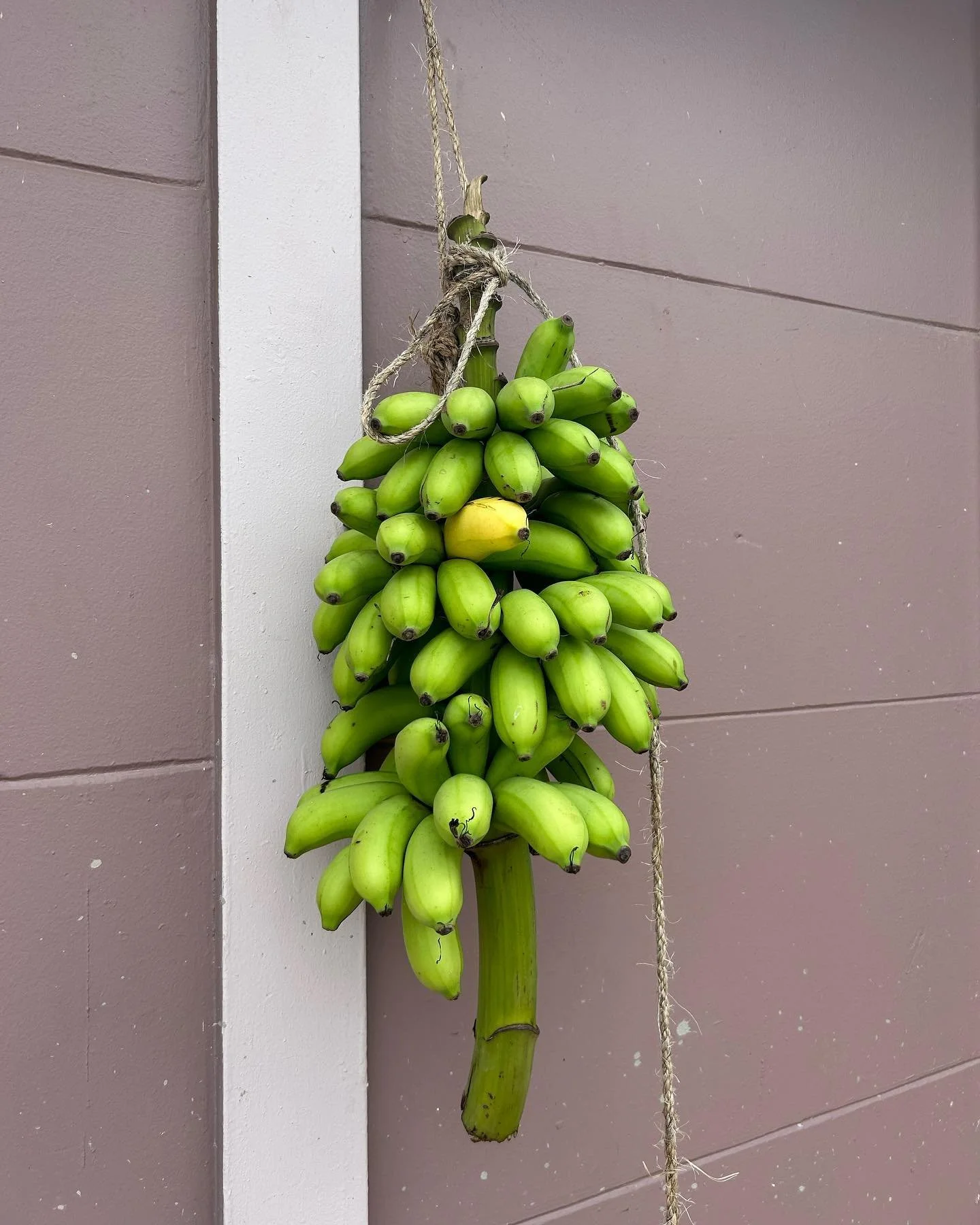 Guine&iacute;tos manzanos del patio 💚