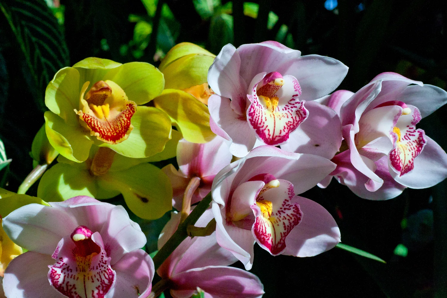 Orchids at the Balboa Park Botanical Building.