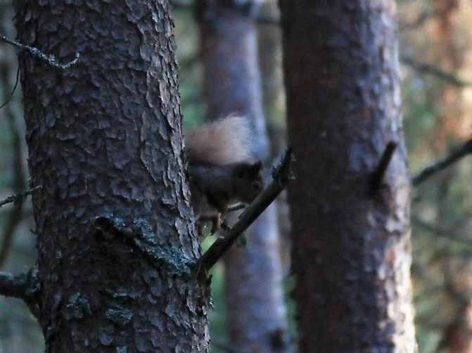 Camera shy red squirrel