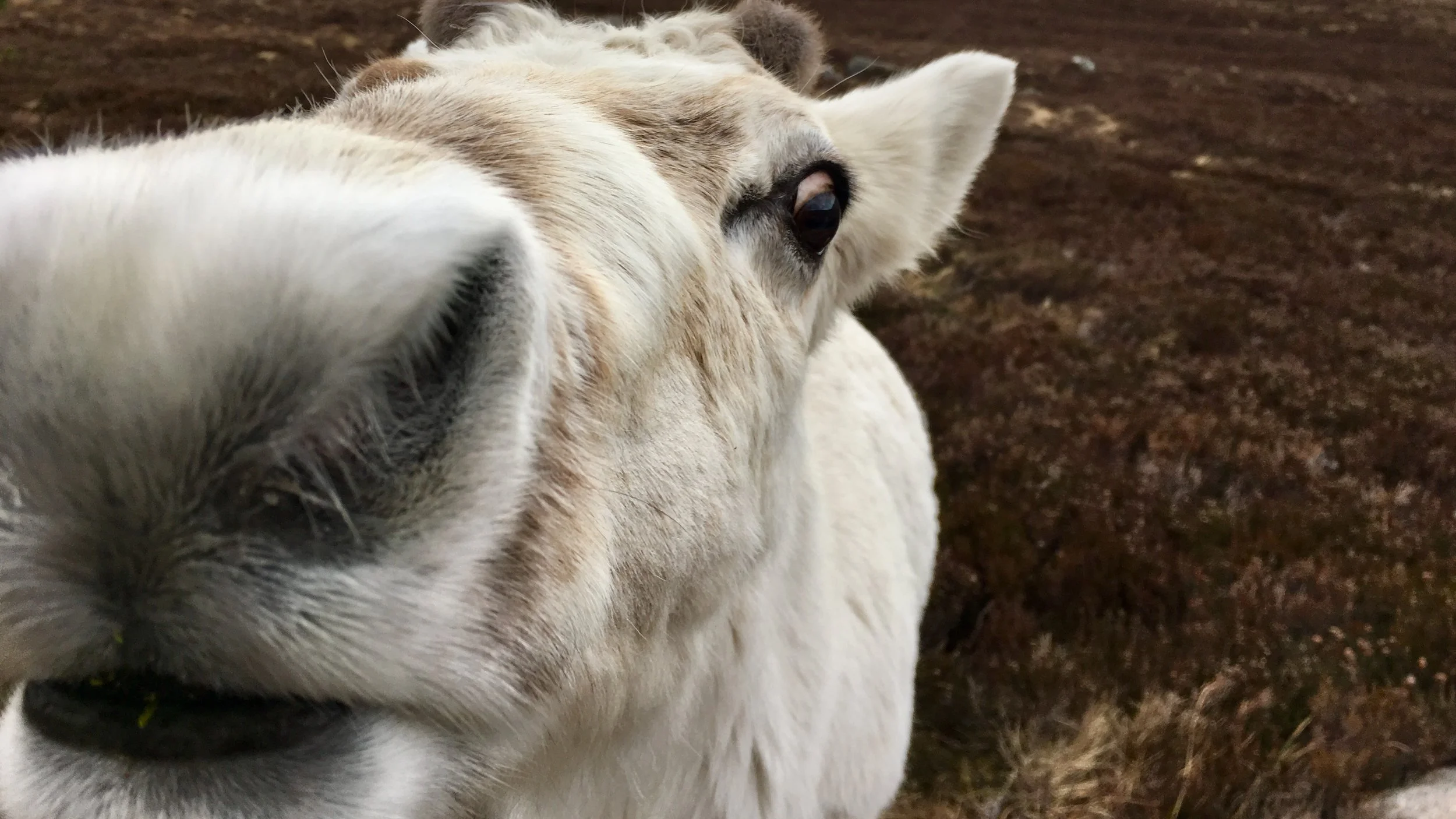 Resident Cairngorm reindeer