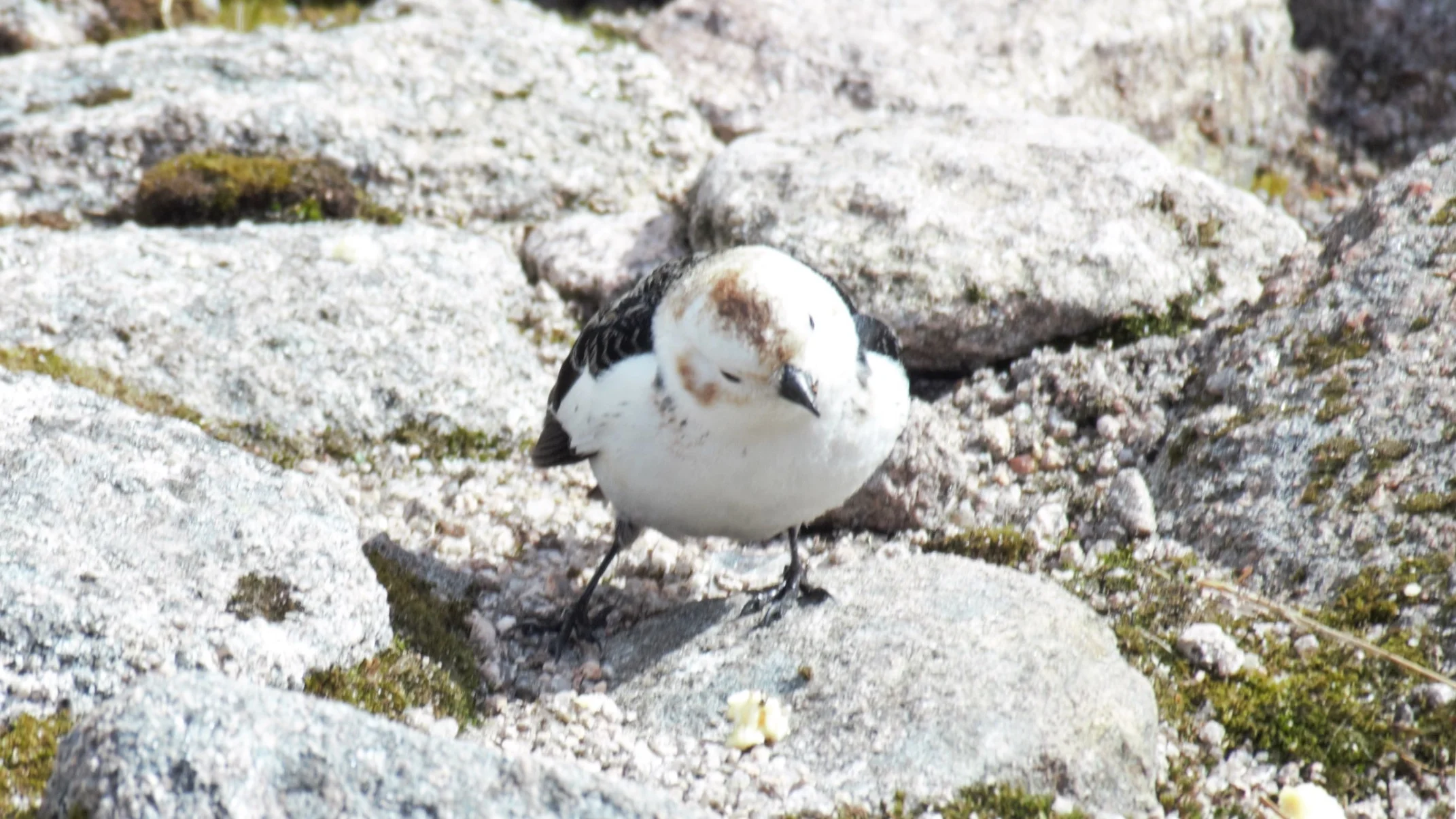 Ben Macdui Snow Bunting