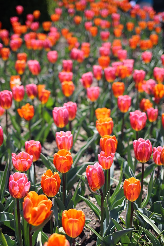 BBG: Tulips 2015