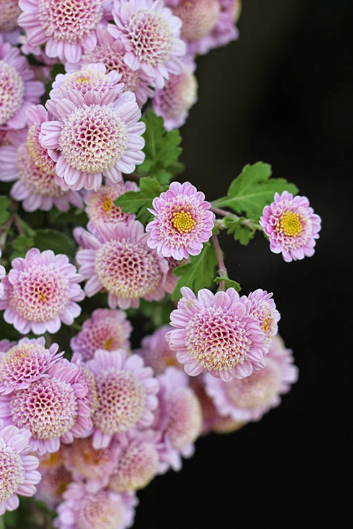 Fall Flowers