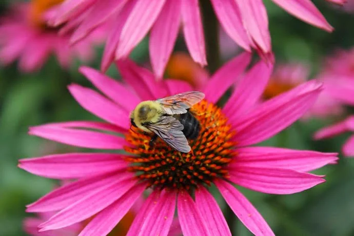 Brooklyn Botanic Garden