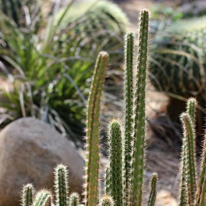 BBG: Desert Plants
