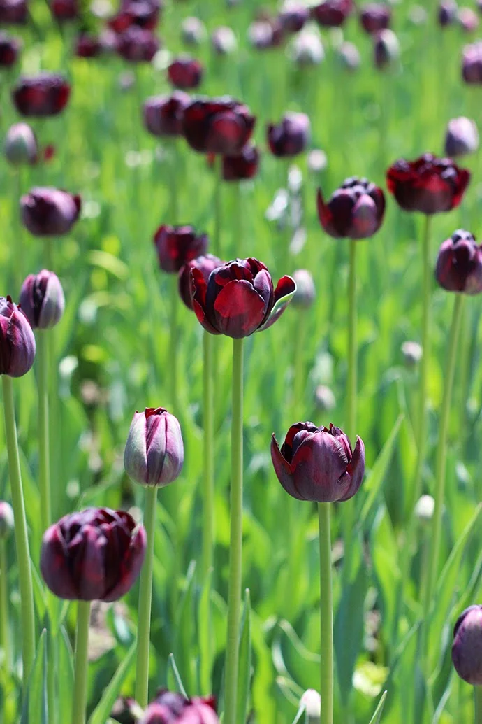 Tulips