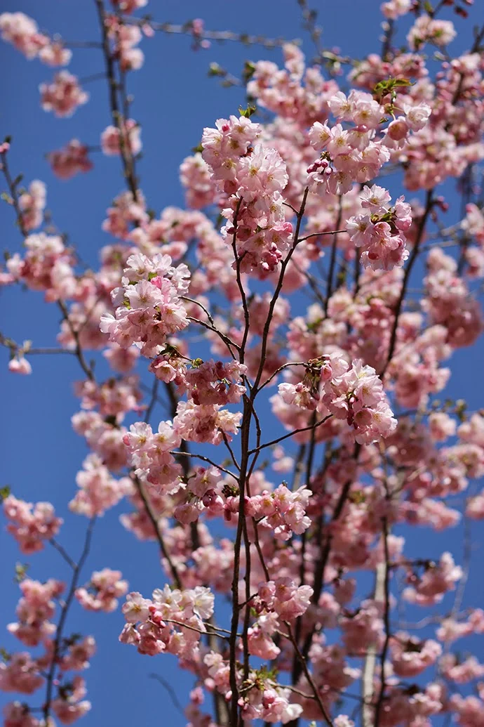 BBG: Cherry Blossoms 2014