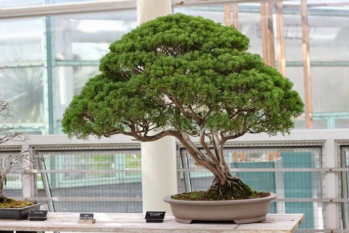 BBG Bonsai Museum