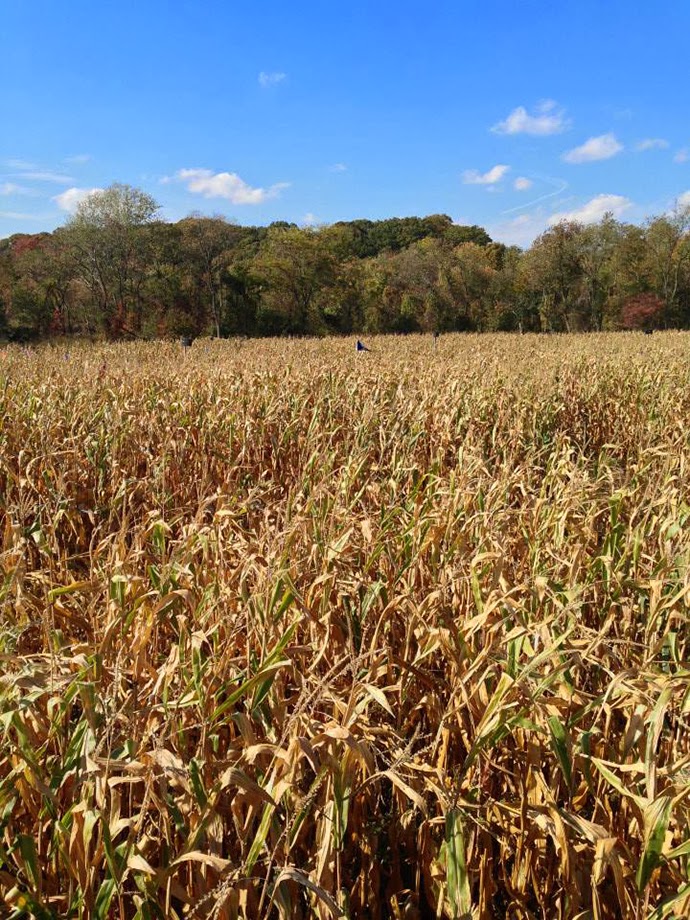 The Amazing Maize Maze