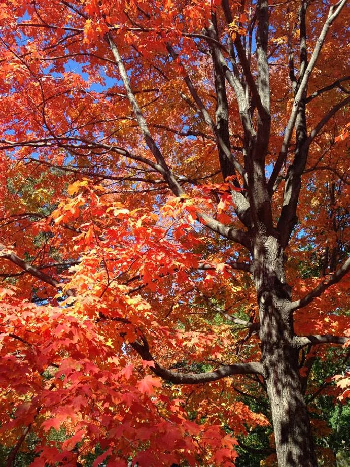 My Fourth Month as a New Yorker